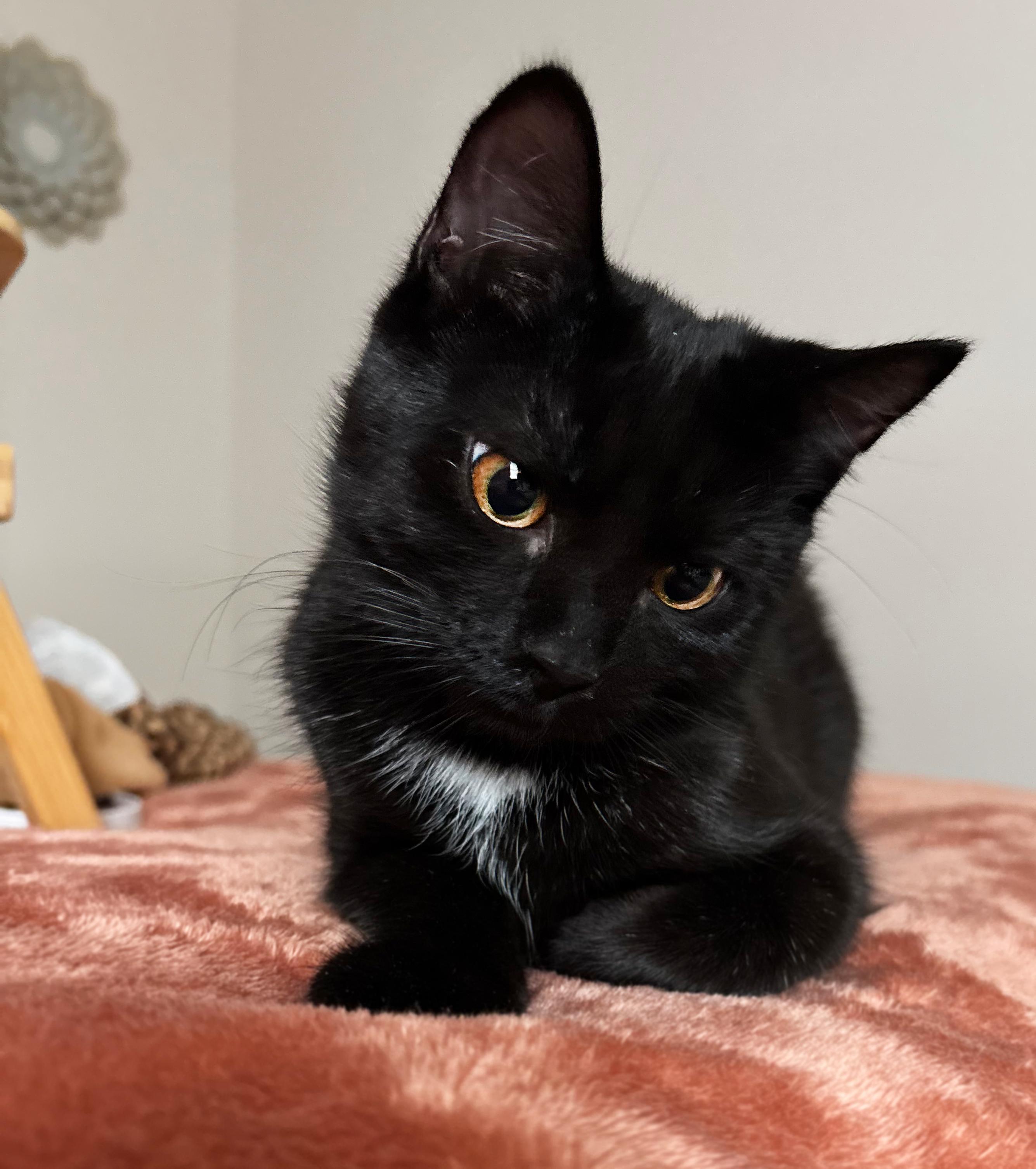 Enlarge Glinda & Elphaba, a Adoptable Domestic Short Hair in Asheville, NC image 1/2