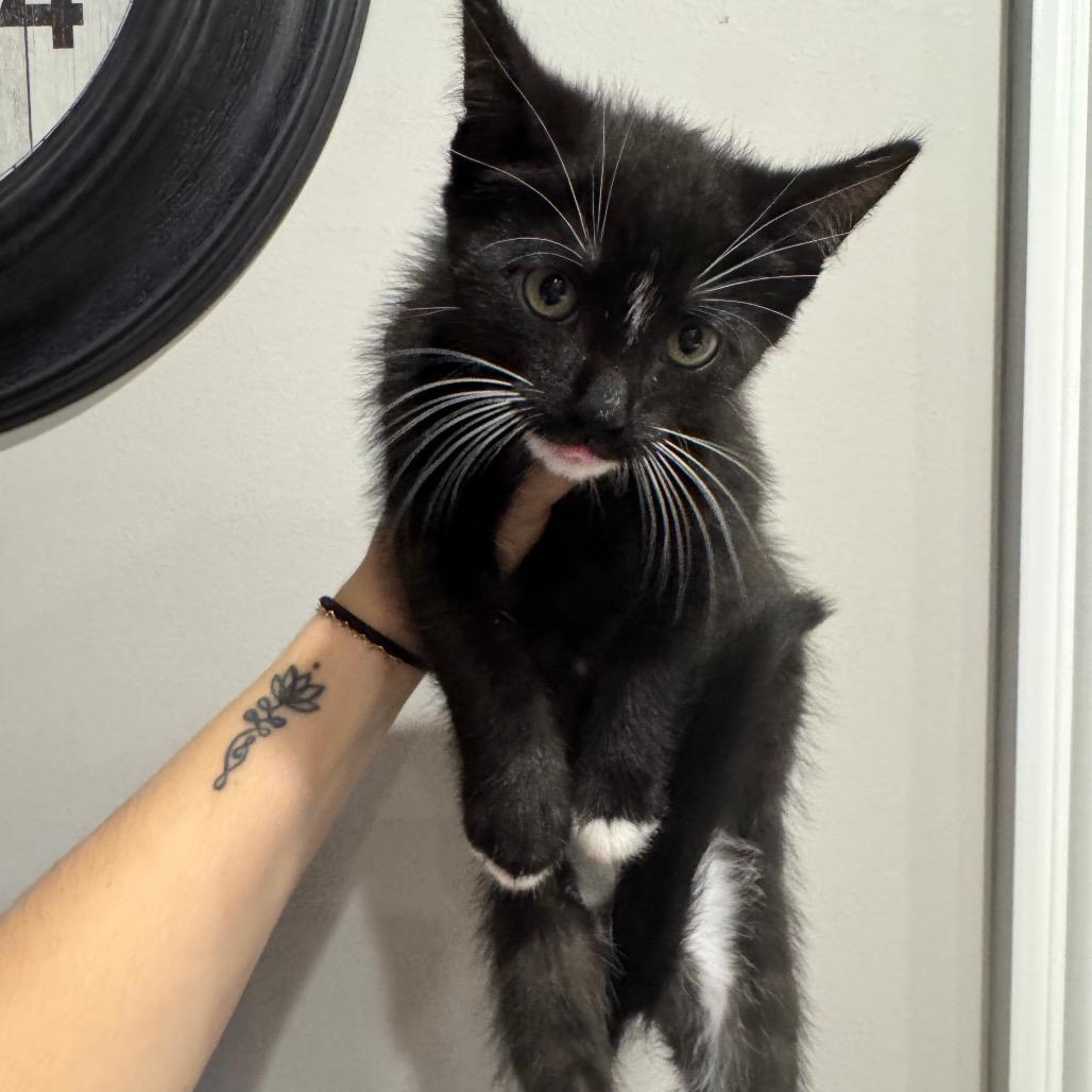 Enlarge Harvey, a Adoptable Domestic Short Hair in Mettawa, IL image 4/6