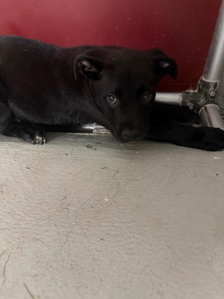Duke, Adoptable, Puppy Male Labrador Retriever & Collie.