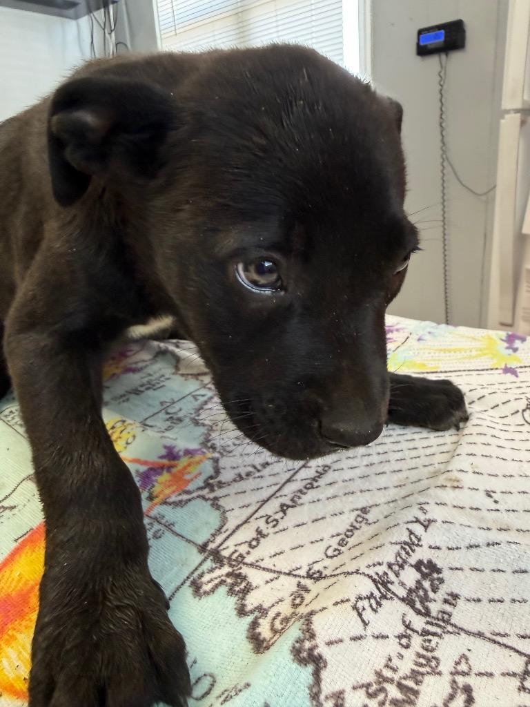 Enlarge Duke, a Adoptable mixed breed in Fayetteville, TN image 2/2