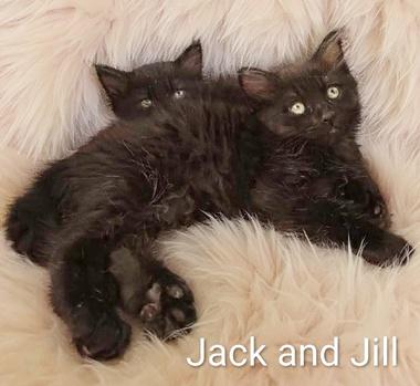 Enlarge Jack & Jill - Bonded pair, an adopted Domestic Medium Hair in Fair Oaks, CA image 1/3