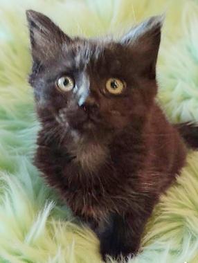 Enlarge Jack & Jill - Bonded pair, an adopted Domestic Medium Hair in Fair Oaks, CA image 2/3