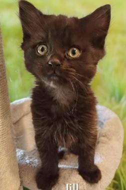 Enlarge Jack & Jill - Bonded pair, an adopted Domestic Medium Hair in Fair Oaks, CA image 3/3