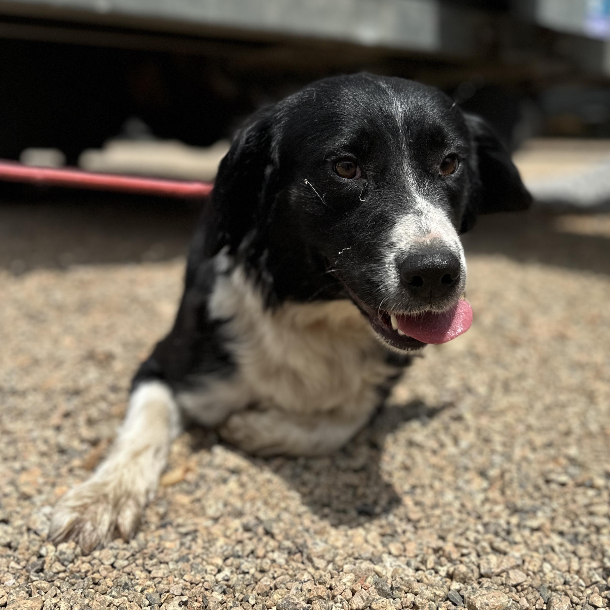 Delicata, a Adoptable mixed breed in Pound, VA image 2/3