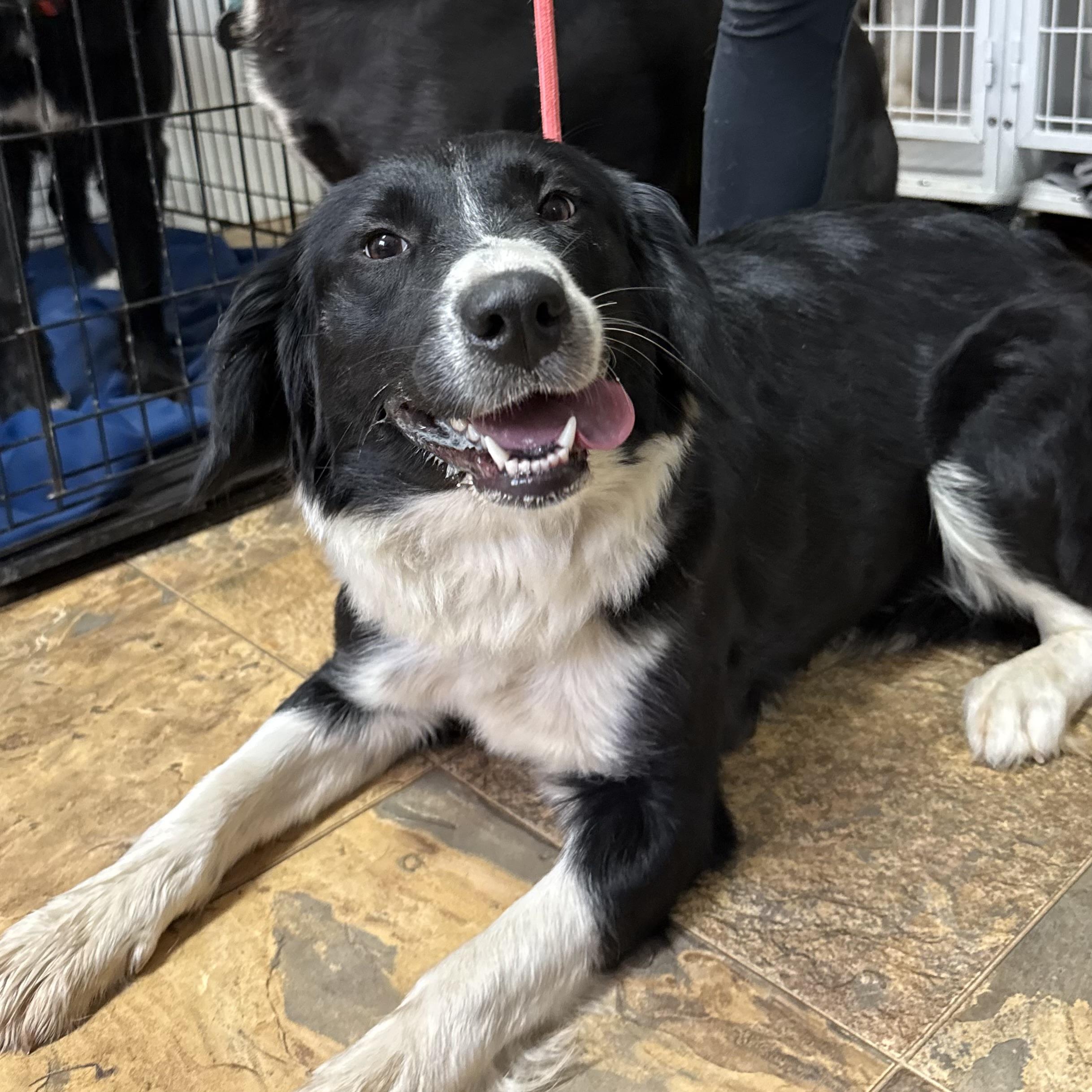 Delicata, a Adoptable mixed breed in Pound, VA image 3/3