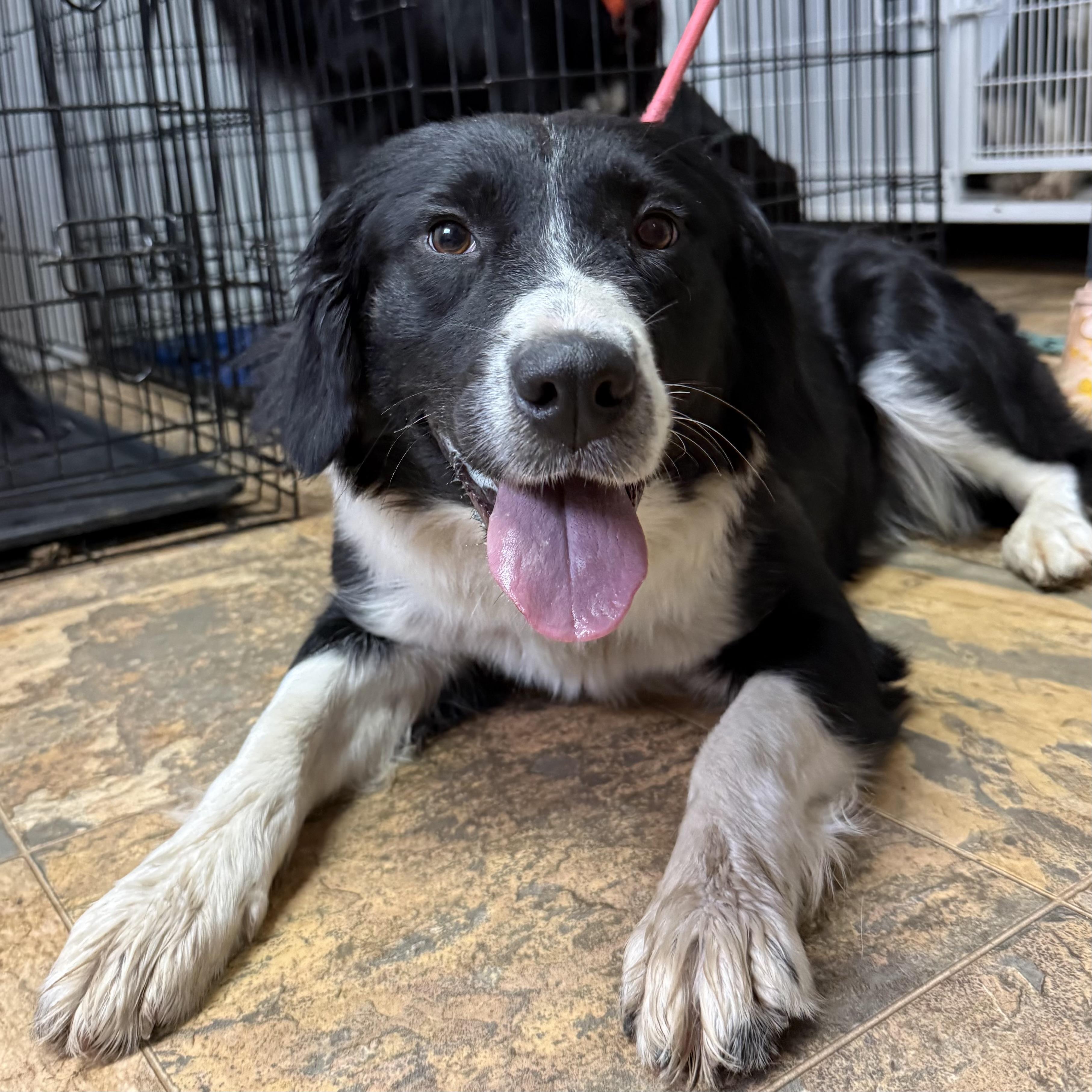Delicata, a Adoptable mixed breed in Pound, VA image 1/3