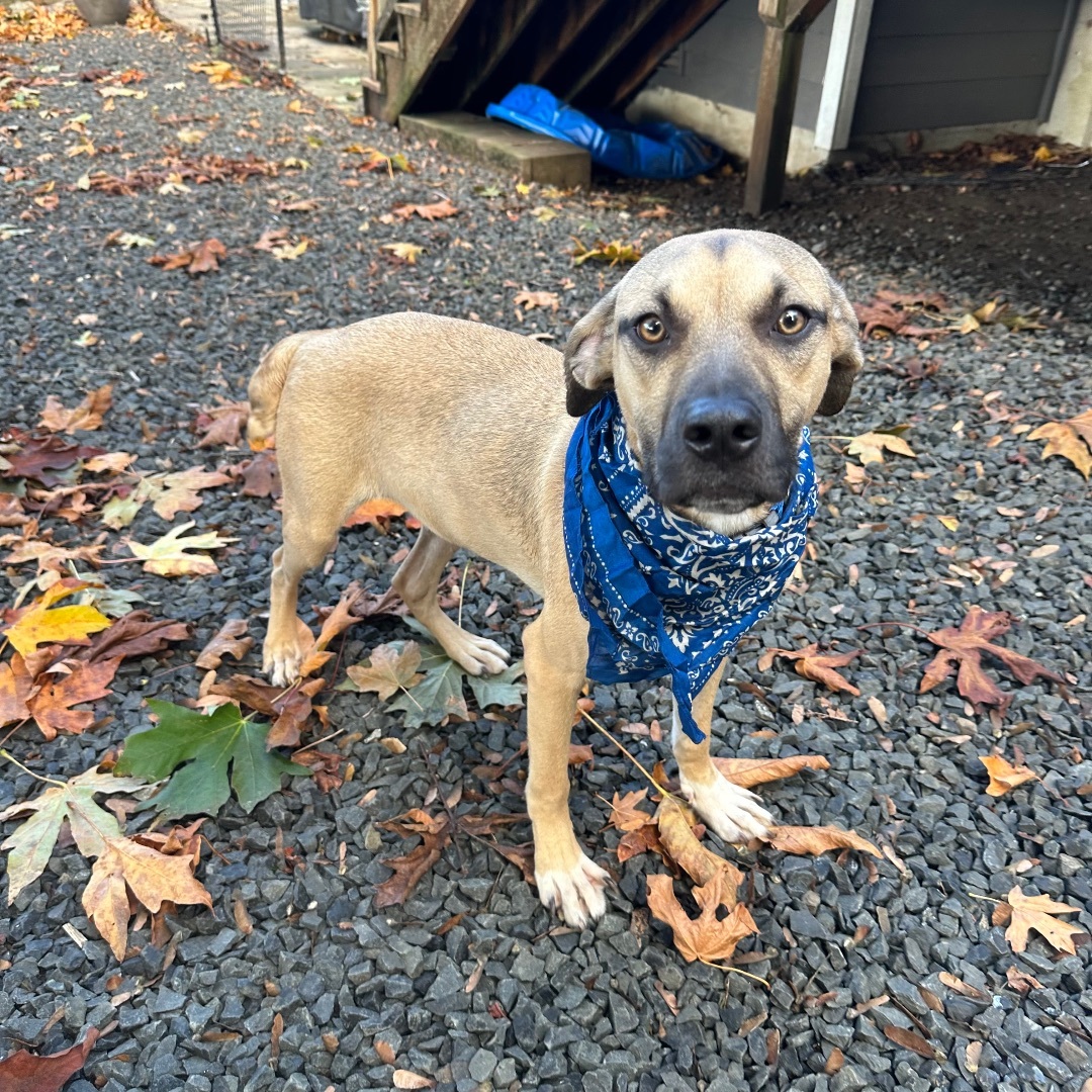 Hendrix and Roman , a Adopted mixed breed in Olympia, WA image 1/6