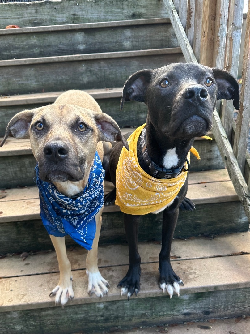 Hendrix and Roman , a Adopted mixed breed in Olympia, WA image 2/6
