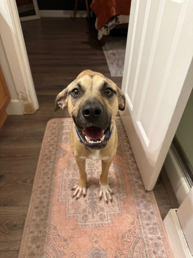 Hendrix and Roman , a Adopted mixed breed in Olympia, WA image 3/6