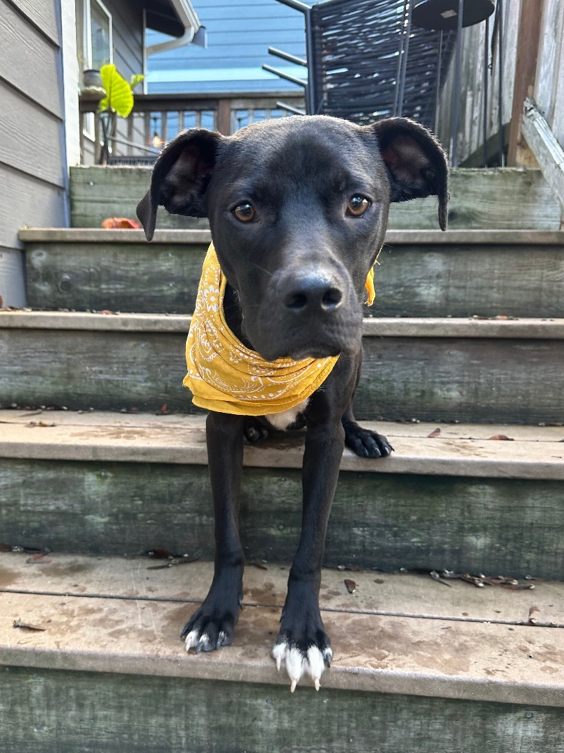 Hendrix and Roman , a Adopted mixed breed in Olympia, WA image 4/6