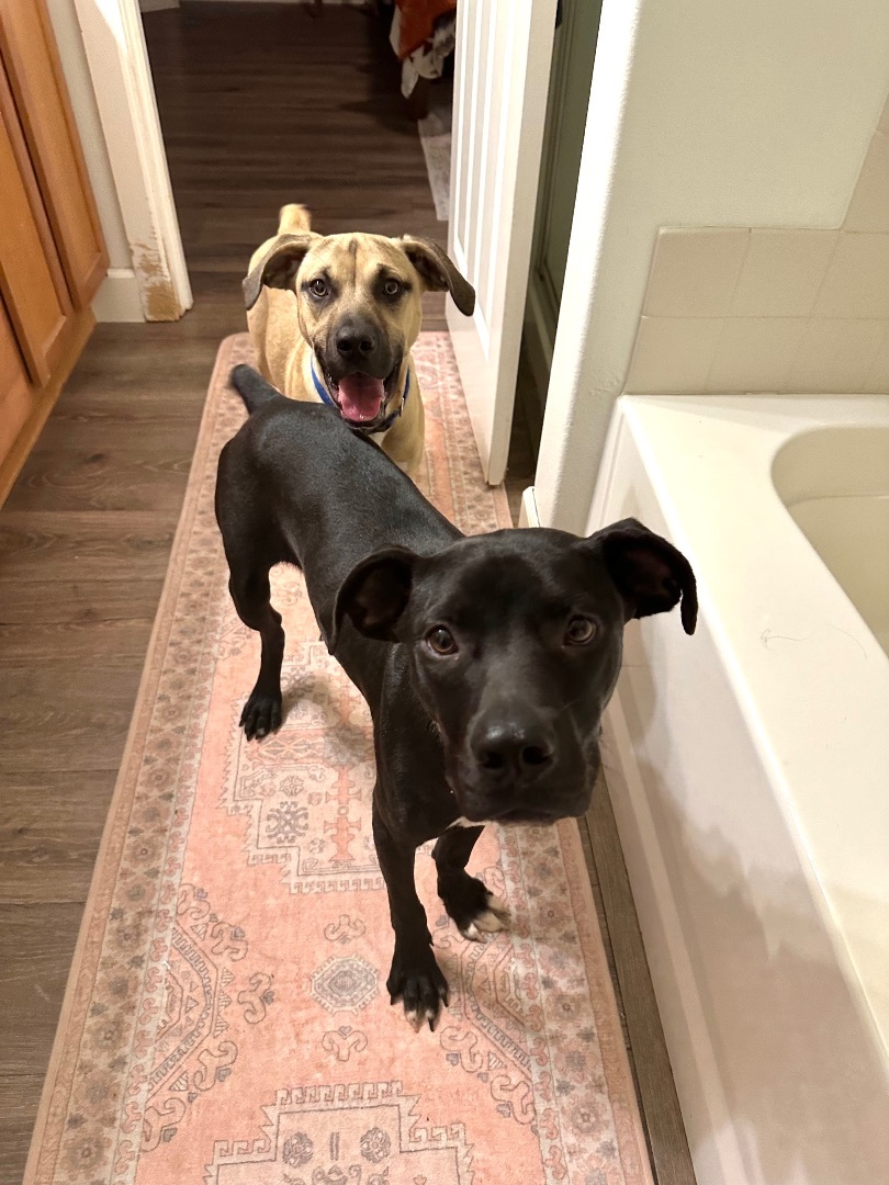 Hendrix and Roman , a Adopted mixed breed in Olympia, WA image 5/6