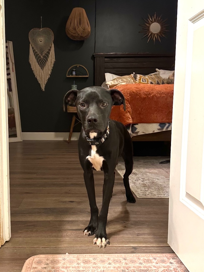 Hendrix and Roman , a Adopted mixed breed in Olympia, WA image 6/6