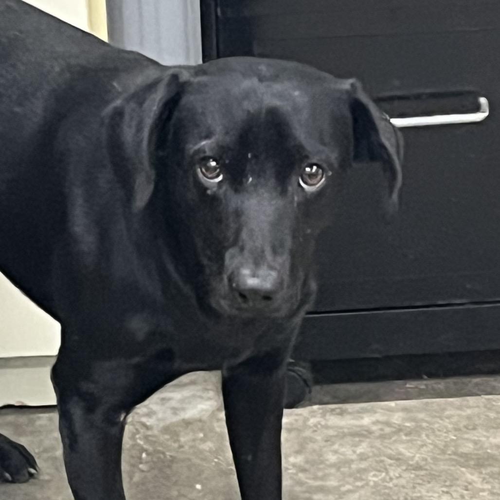 Minion, Adoptable, Young Male Mixed Breed.