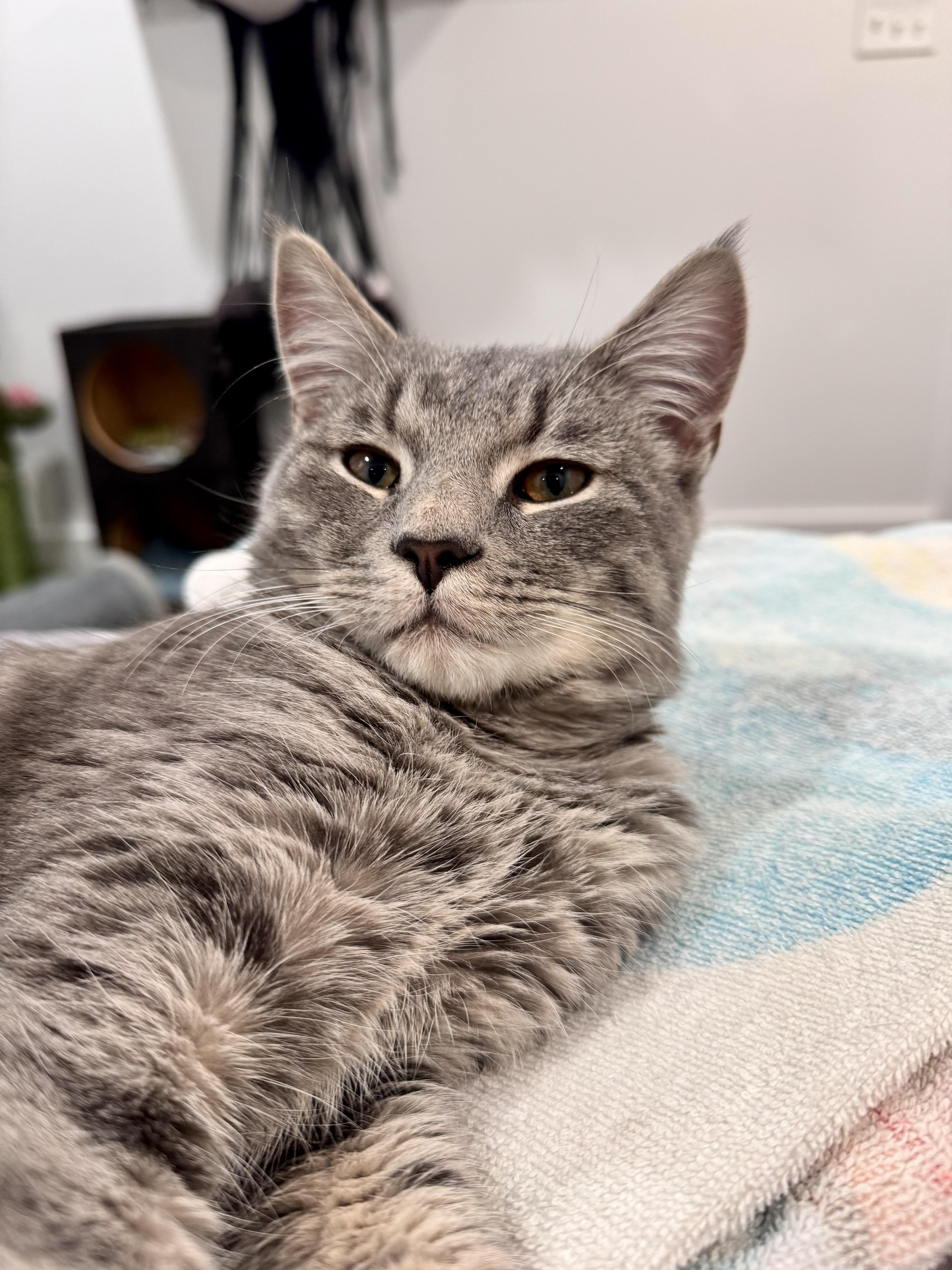 Enlarge Geppetto , an adopted Domestic Short Hair in Lacona, NY image 3/4