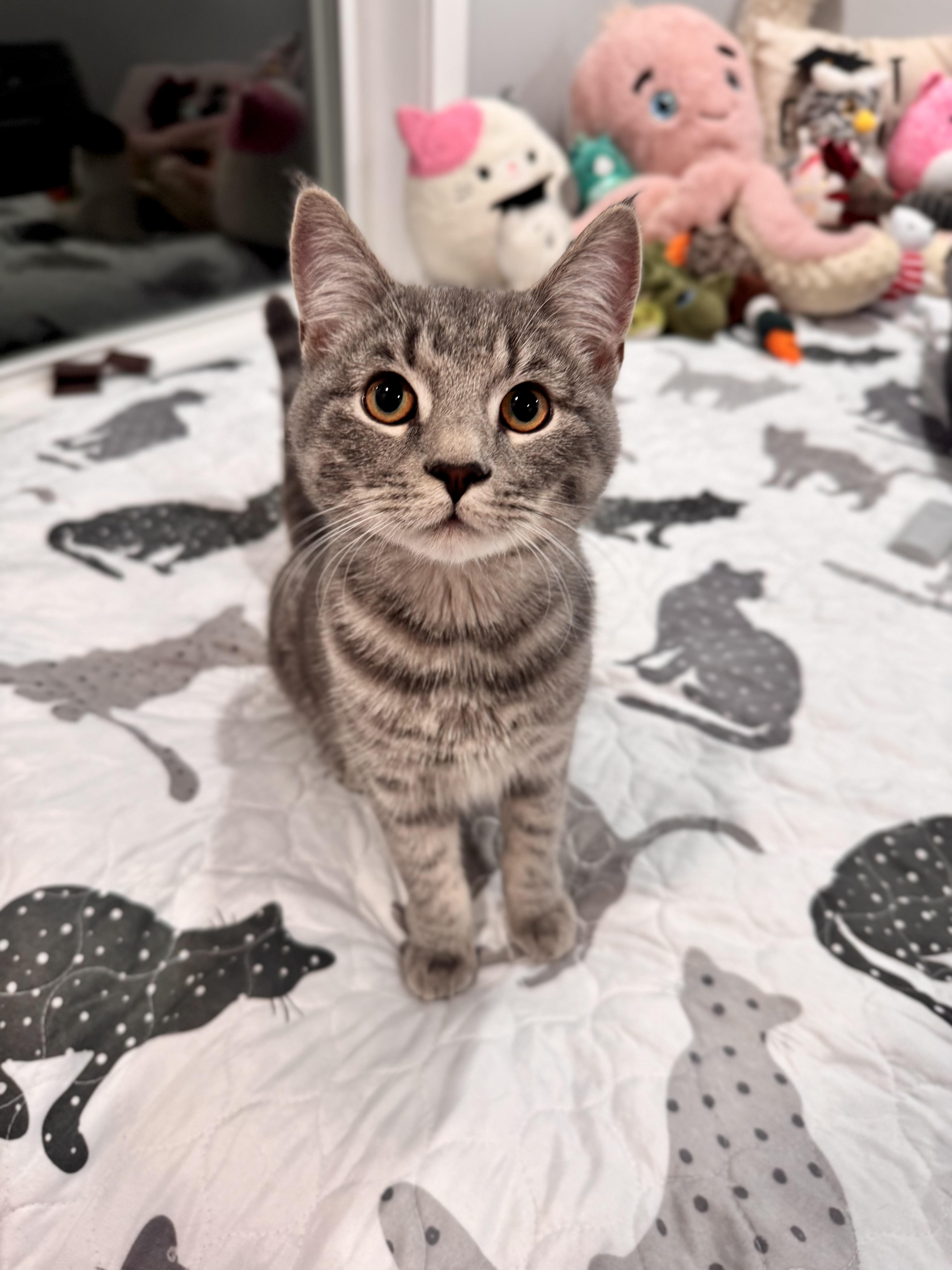 Enlarge Geppetto , an adopted Domestic Short Hair in Lacona, NY image 1/4