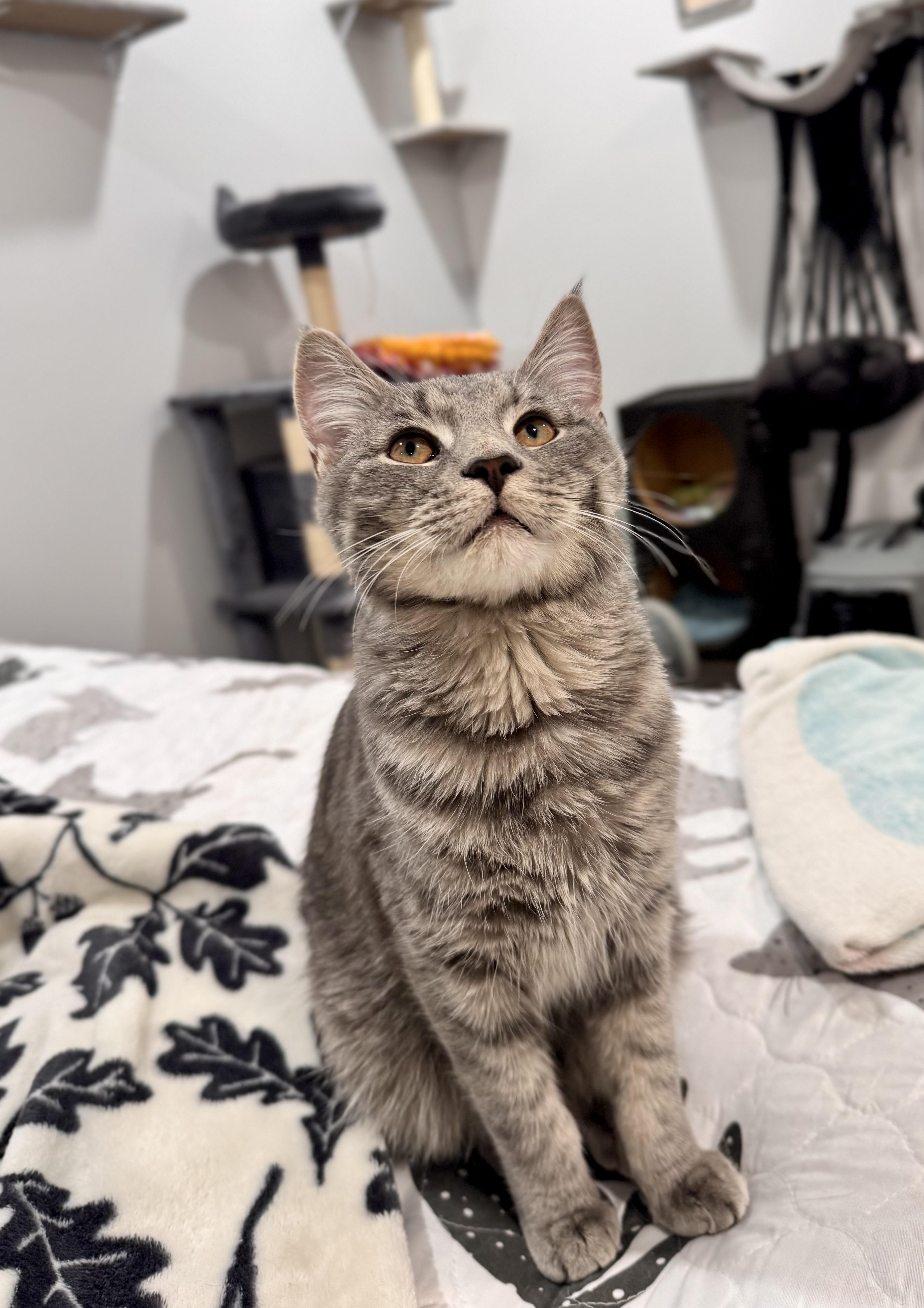 Enlarge Geppetto , an adopted Domestic Short Hair in Lacona, NY image 2/4