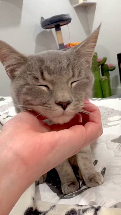 Enlarge Geppetto , an adopted Domestic Short Hair in Lacona, NY video 4/4