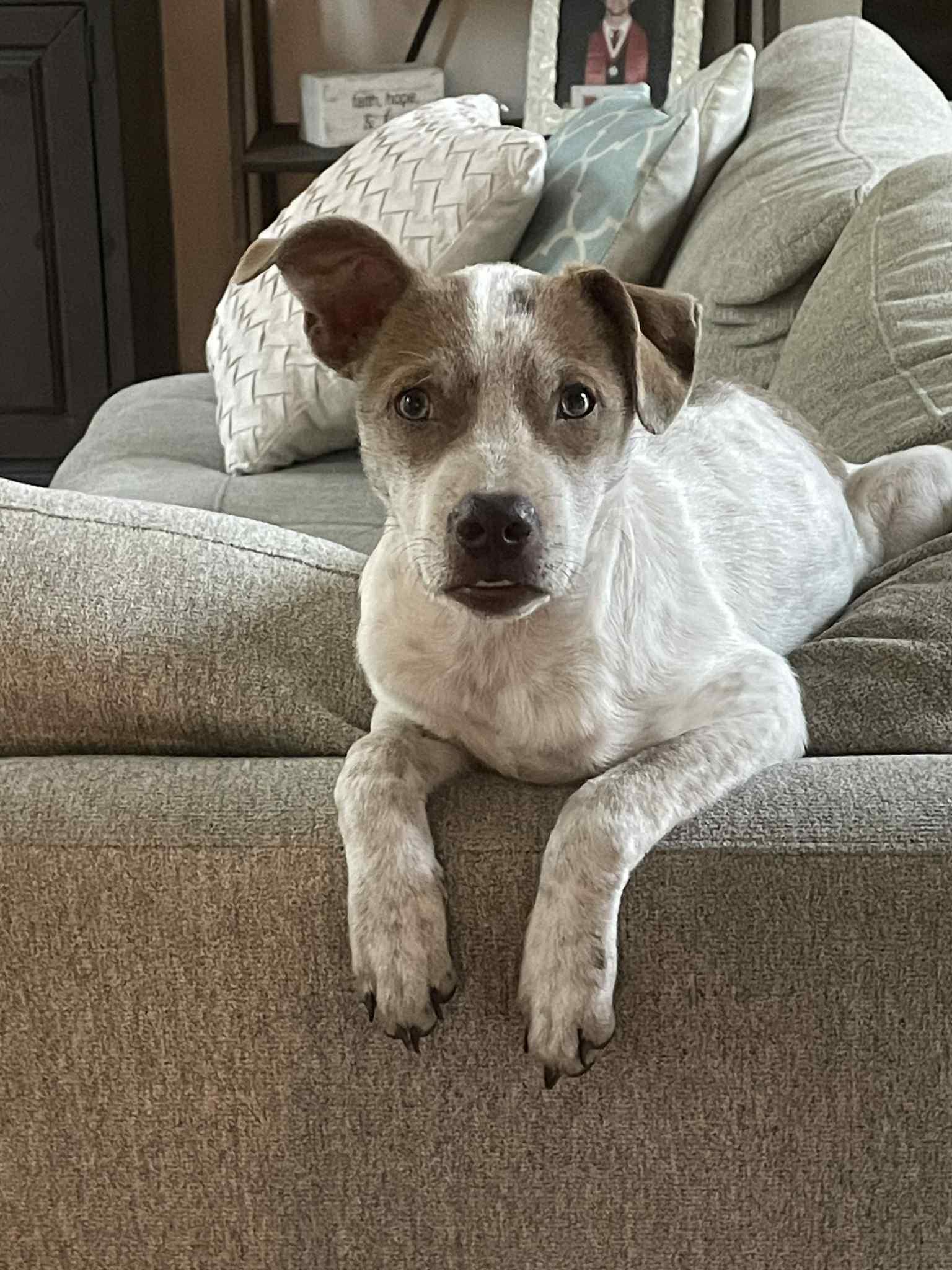 Kimmi