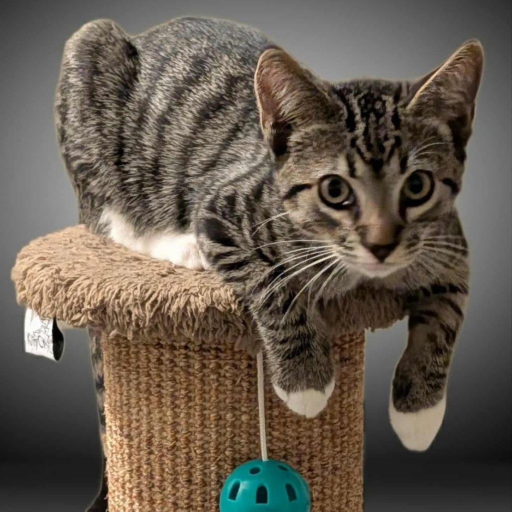 Oliver — thumbnail 2