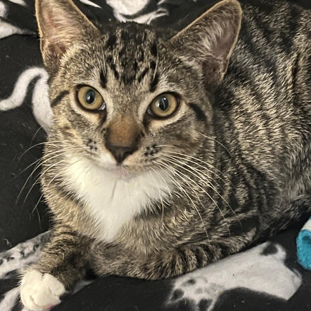 Oliver — thumbnail 3