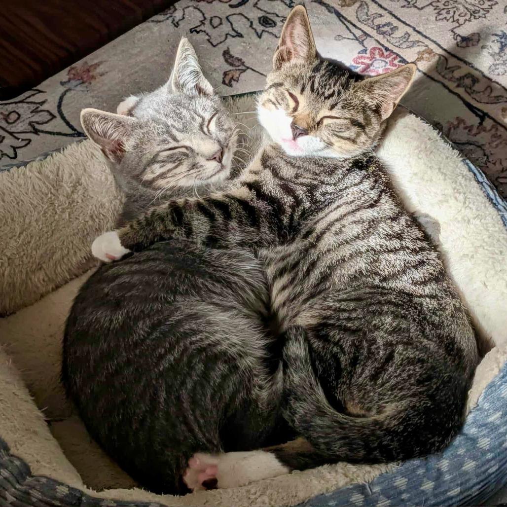 Oliver — thumbnail 5