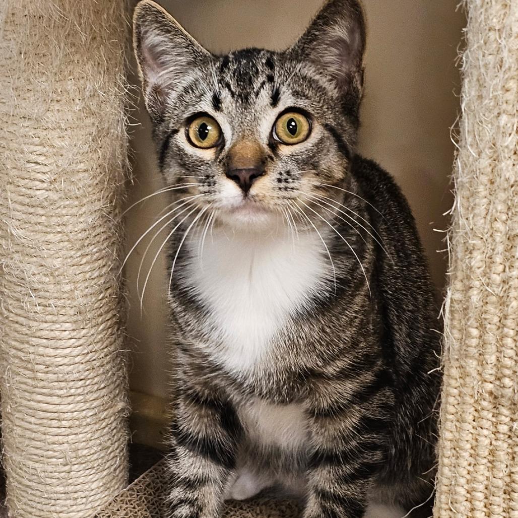 Oliver — thumbnail 6