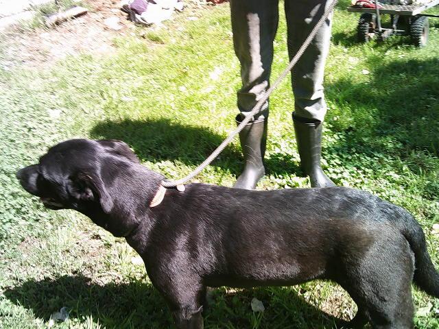 GLITTER, a ADOPTABLE mixed breed in Kellyville, OK image 5/6