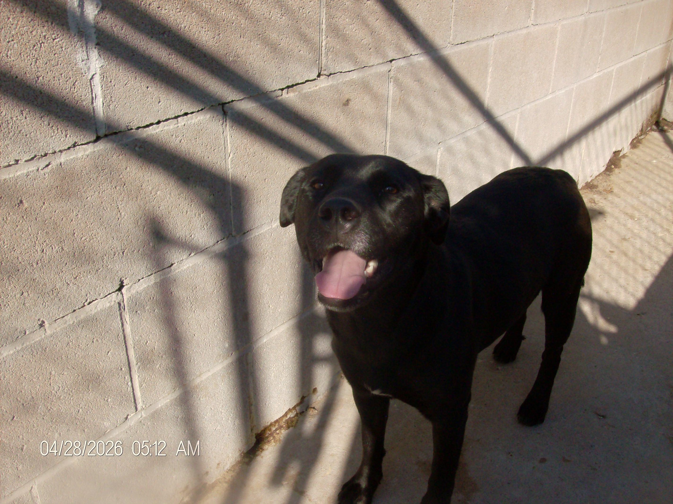 GLITTER, a ADOPTABLE mixed breed in Kellyville, OK image 6/6