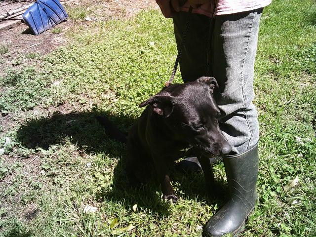 GLITTER, a ADOPTABLE mixed breed in Kellyville, OK image 2/6