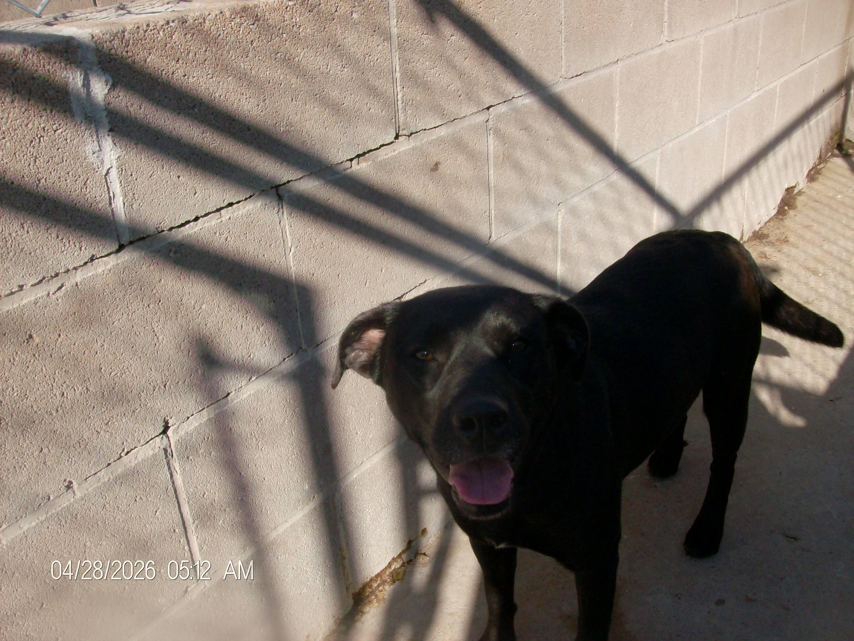 GLITTER, a ADOPTABLE mixed breed in Kellyville, OK image 3/6