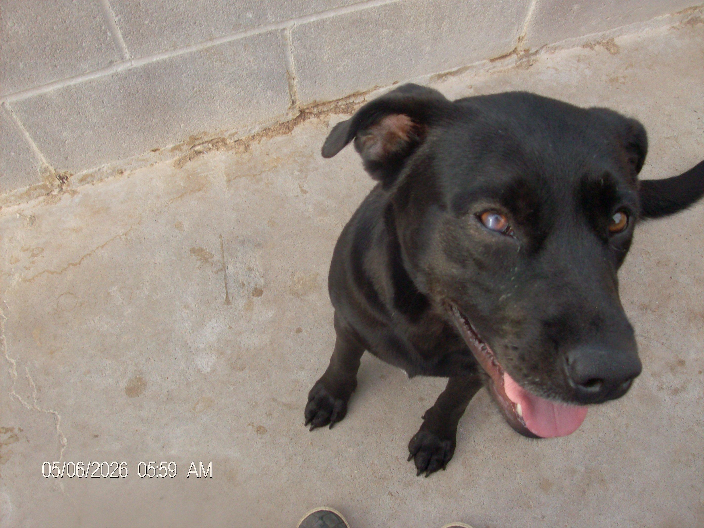 GLITTER, a ADOPTABLE mixed breed in Kellyville, OK image 1/6