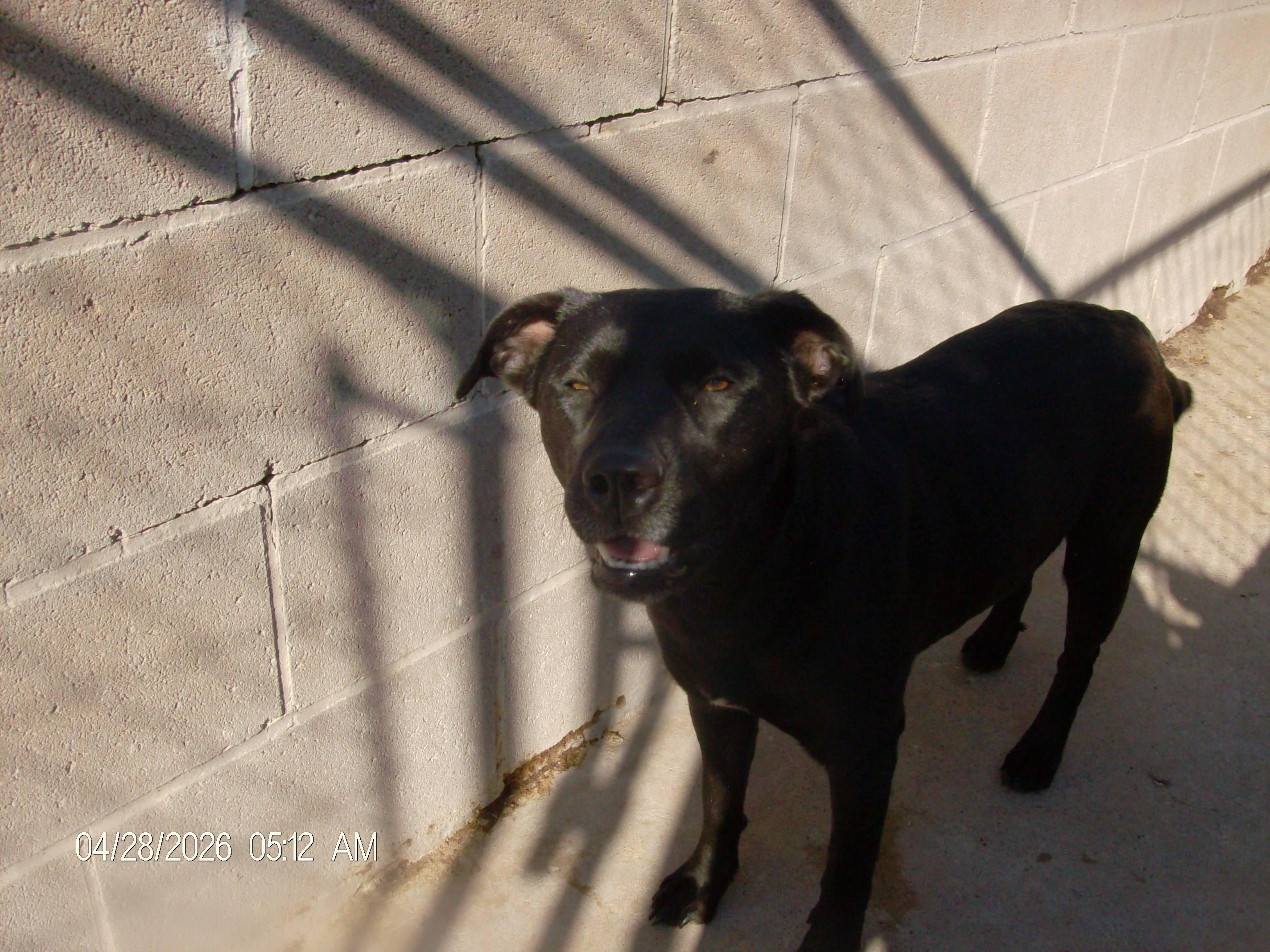 GLITTER, a ADOPTABLE mixed breed in Kellyville, OK image 4/6