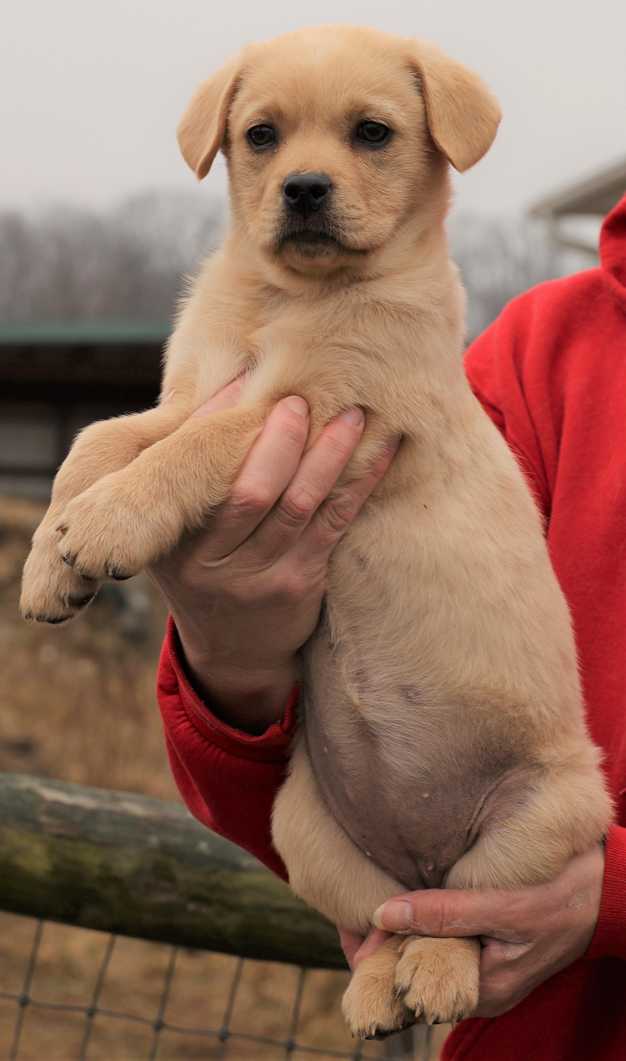 Enlarge Koda-Available 3/1@Petsmart! www.lhar.dog to apply! , an adoptable mixed breed in Frederick, MD image 5/5