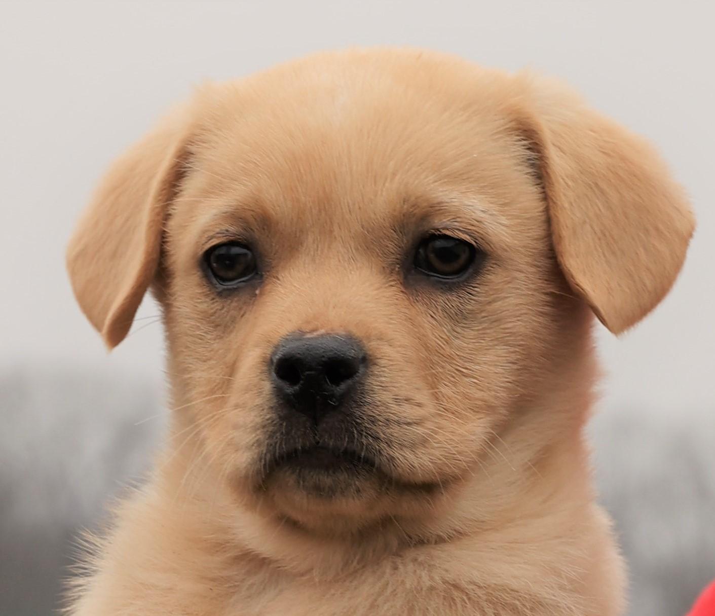 Enlarge Koda-Available 3/1@Petsmart! www.lhar.dog to apply! , an adoptable mixed breed in Frederick, MD image 1/5