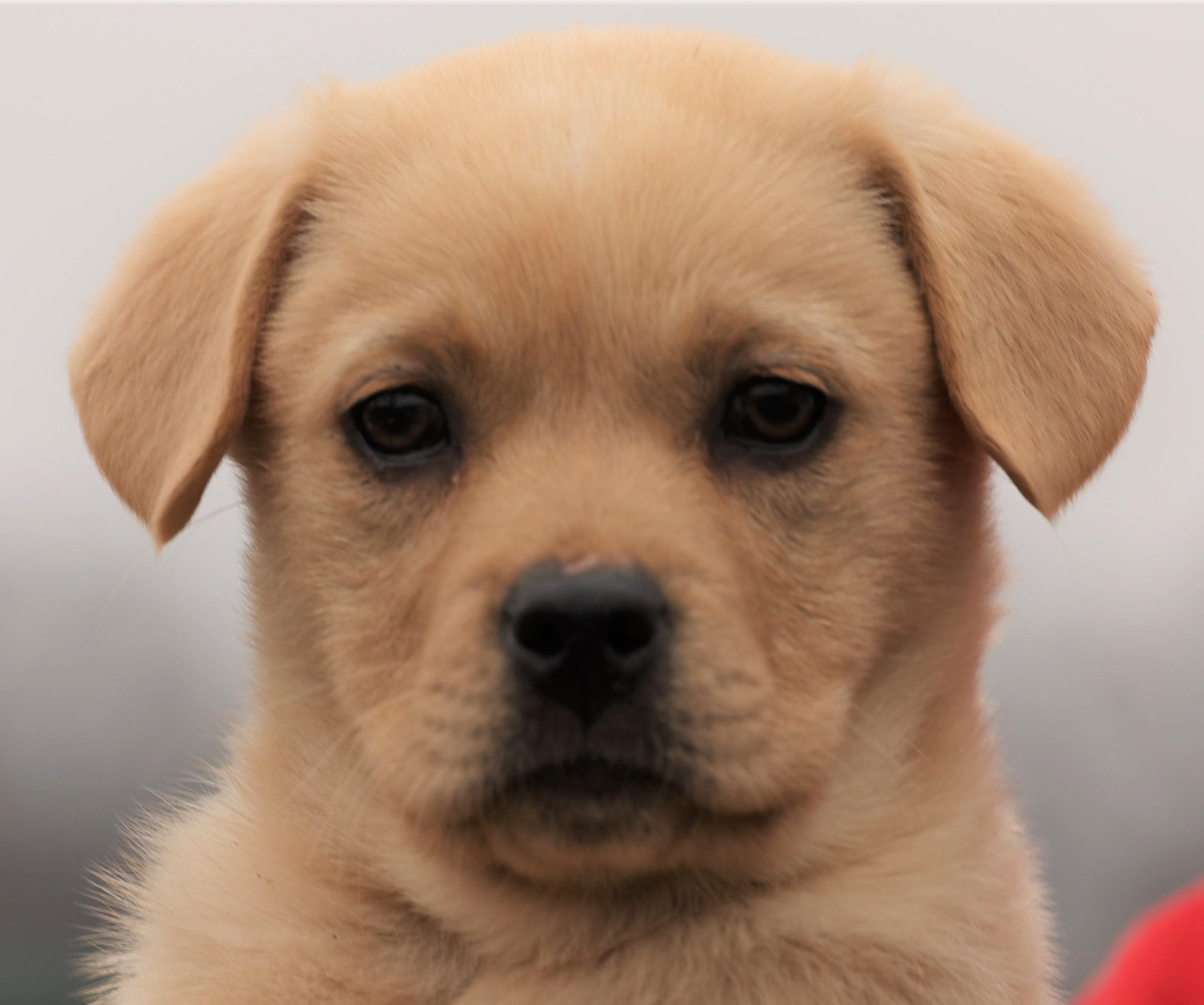 Enlarge Koda-Available 3/1@Petsmart! www.lhar.dog to apply! , an adoptable mixed breed in Frederick, MD image 2/5