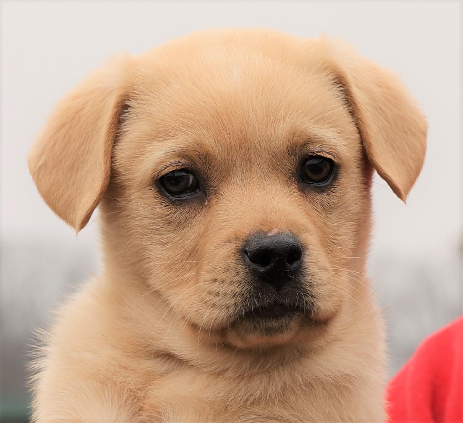 Enlarge Koda-Available 3/1@Petsmart! www.lhar.dog to apply! , an adoptable mixed breed in Frederick, MD image 3/5