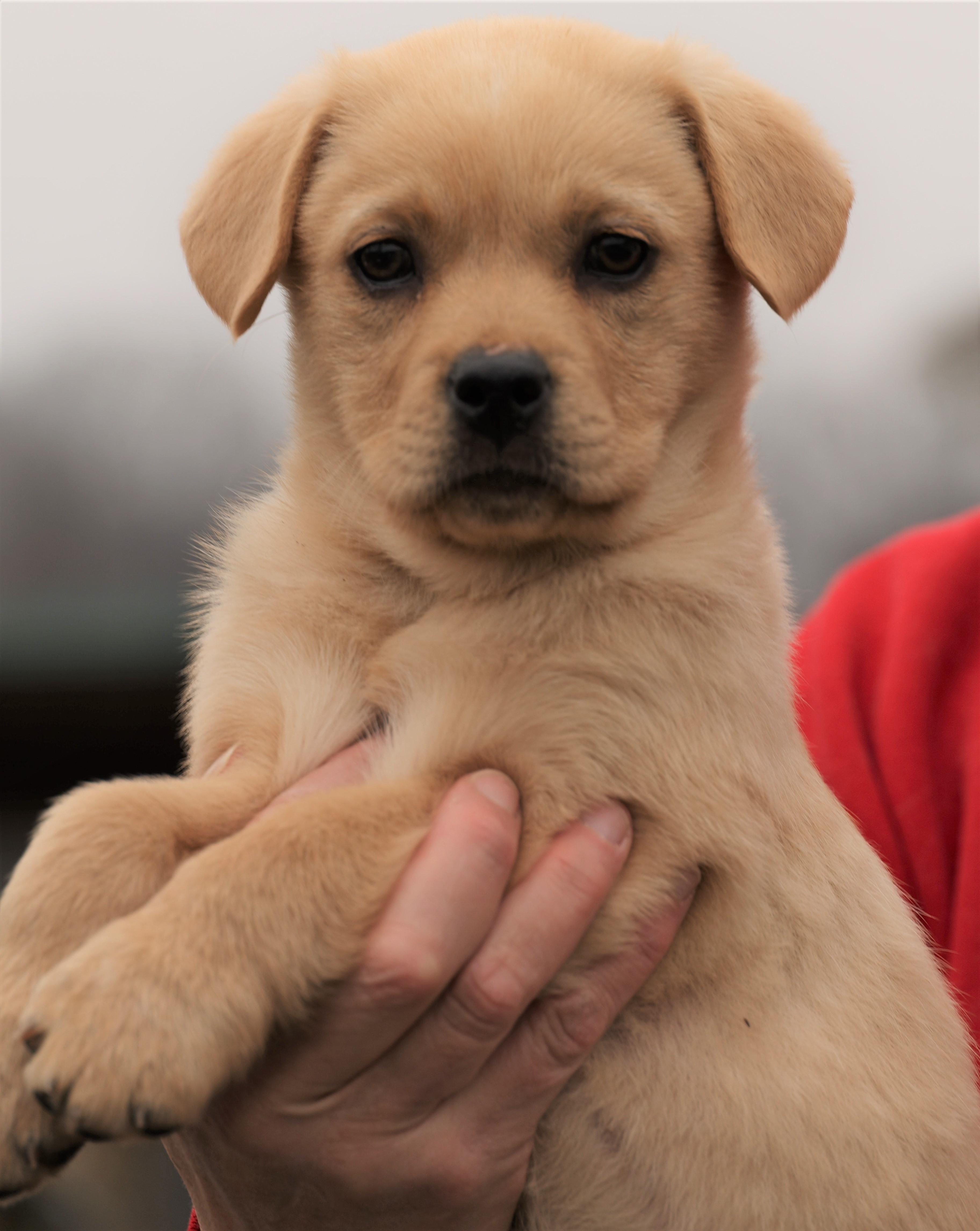 Enlarge Koda-Available 3/1@Petsmart! www.lhar.dog to apply! , an adoptable mixed breed in Frederick, MD image 4/5