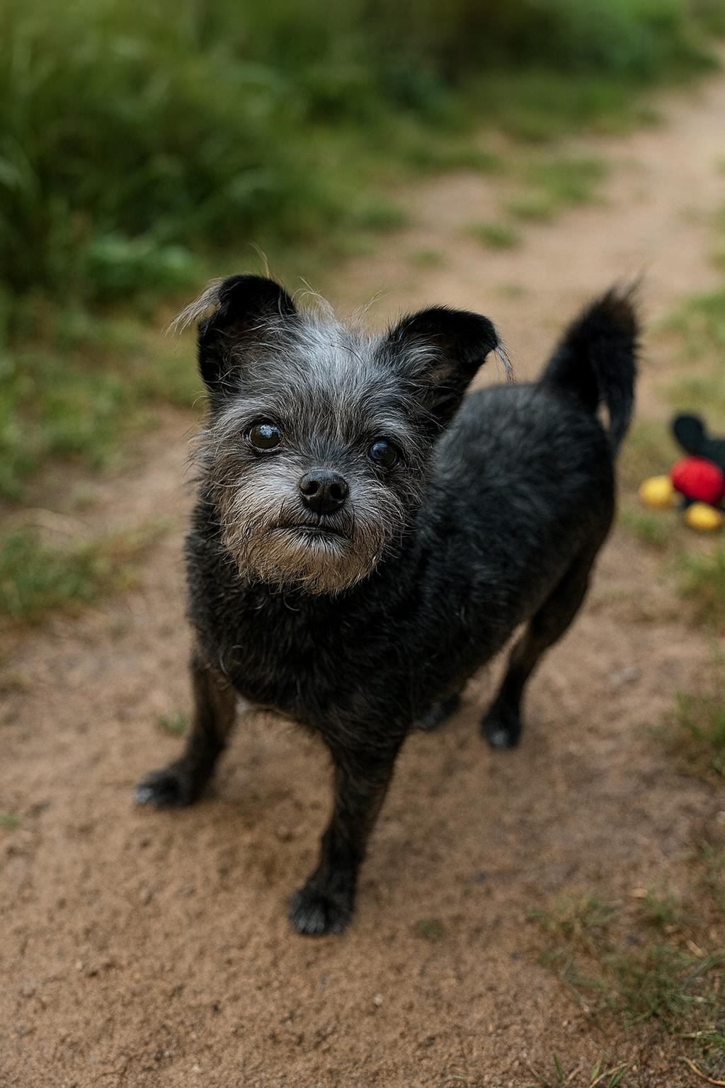 Sookie