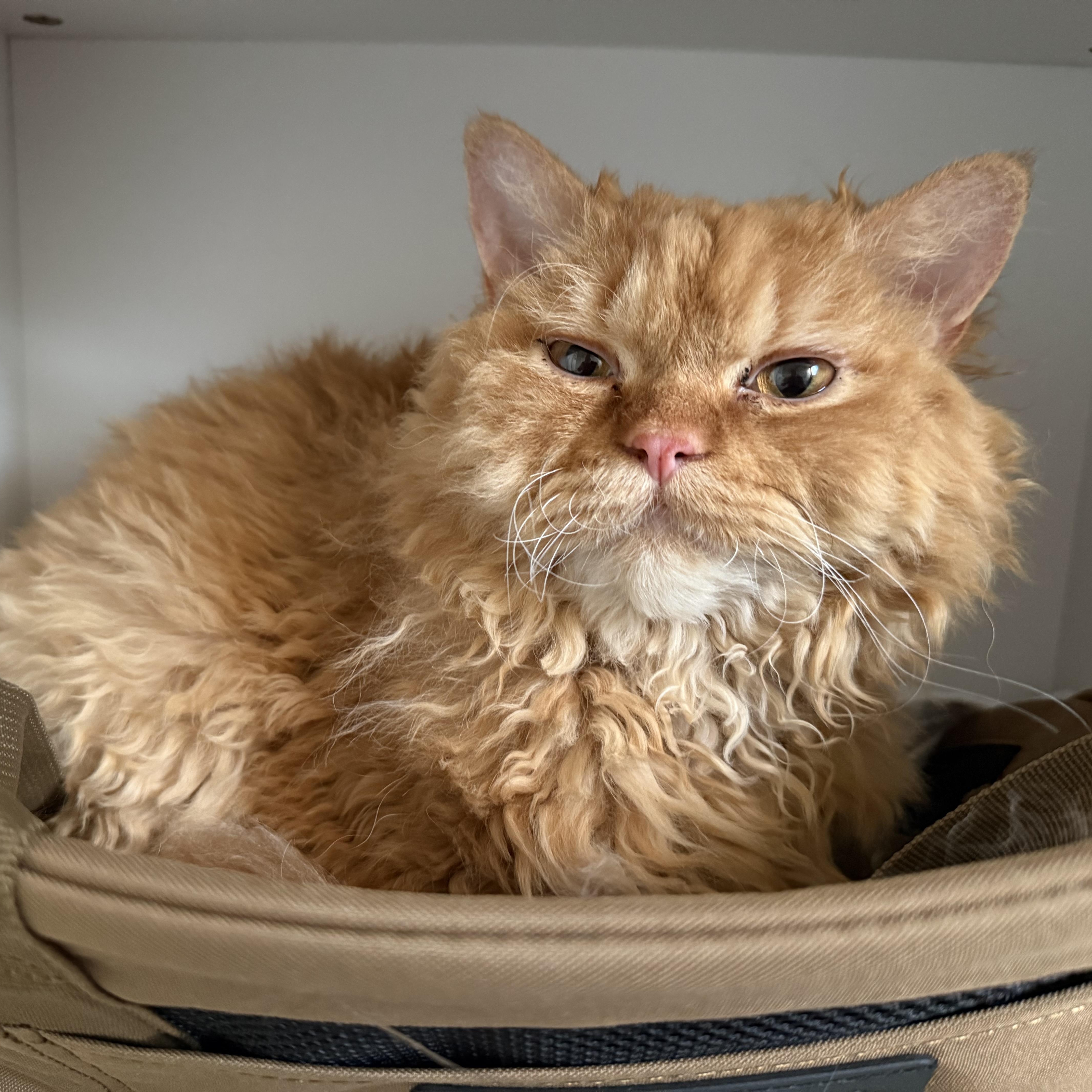 Enlarge Merlin, an adopted Selkirk Rex in Miamisburg, OH image 5/6