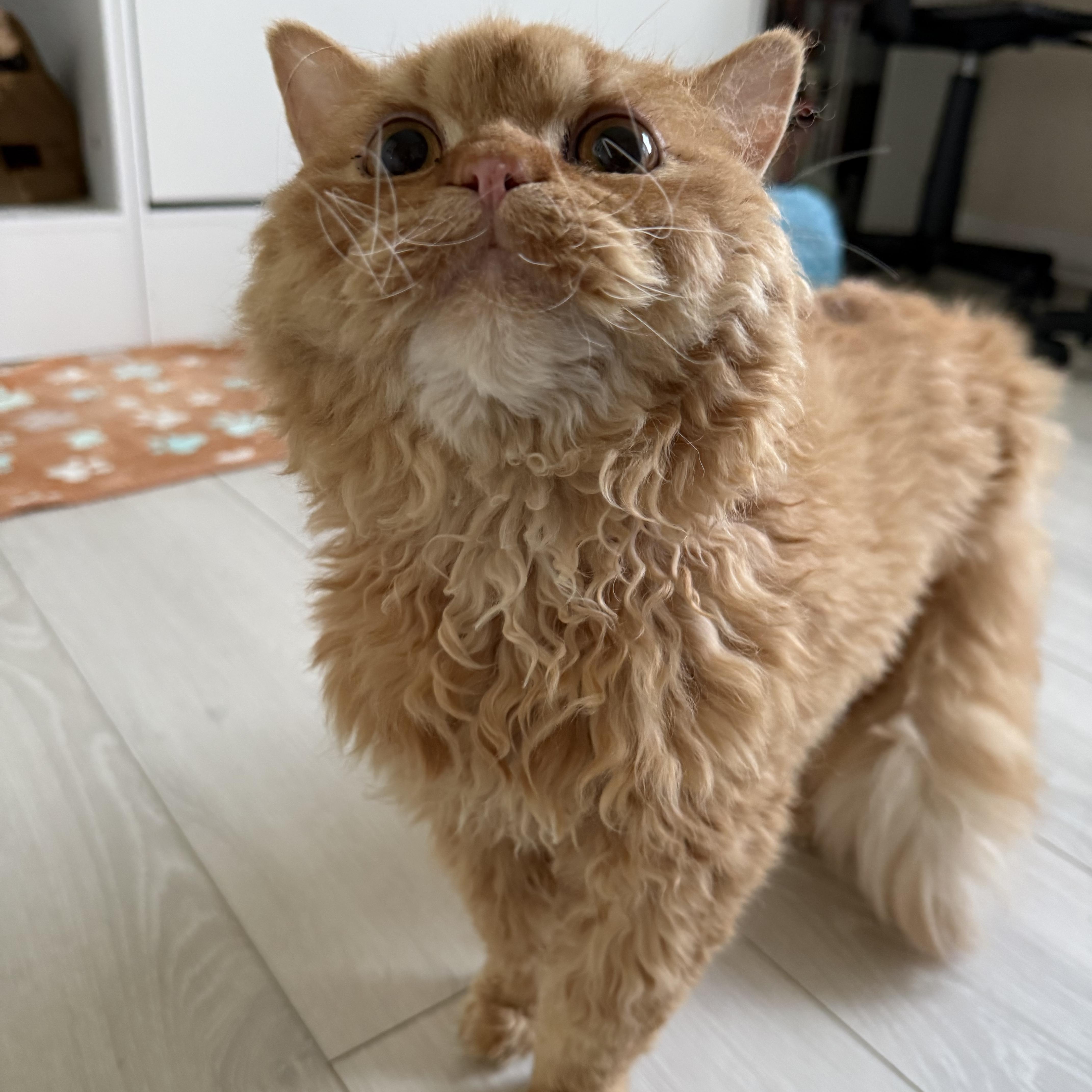 Merlin, adopted, Young Male Selkirk Rex.