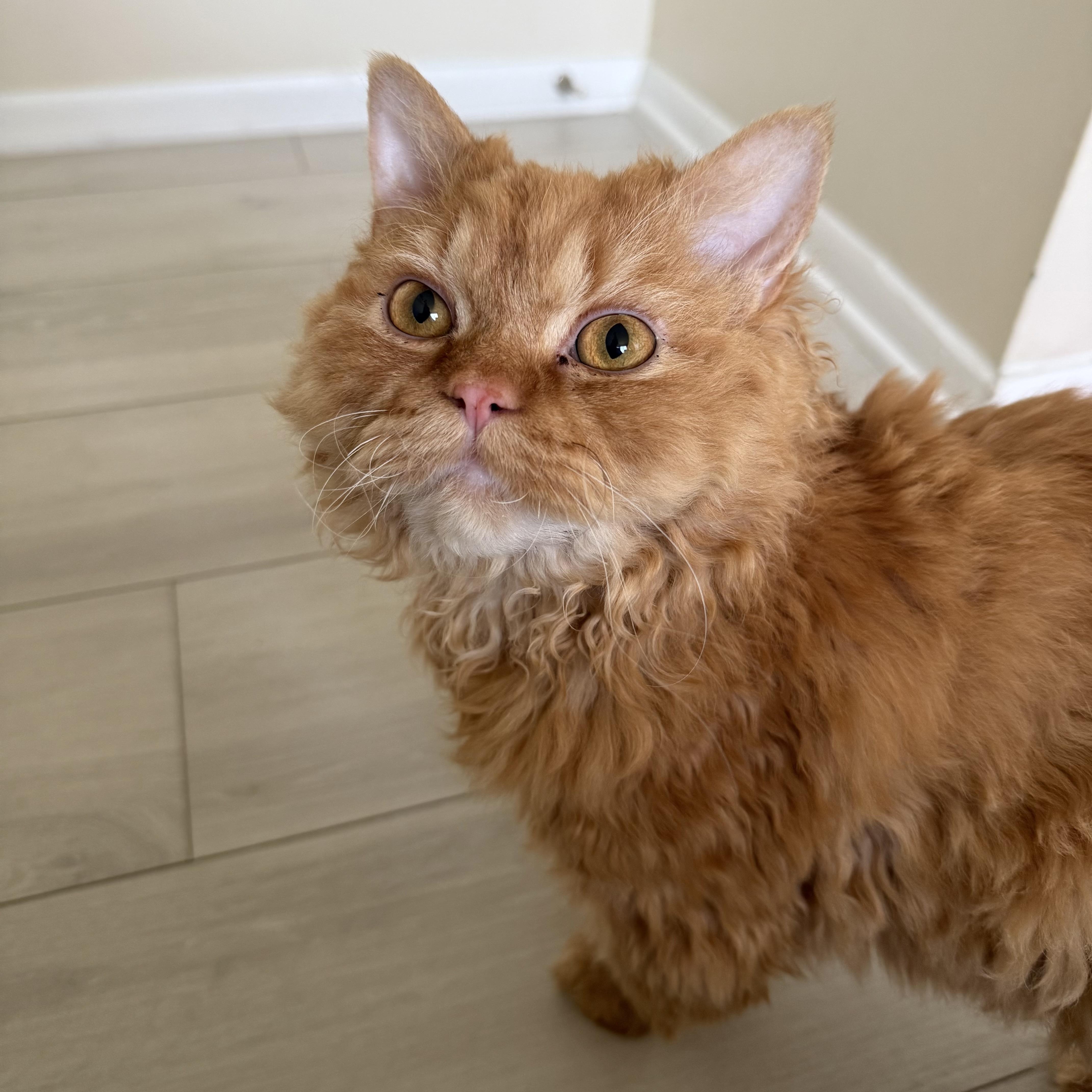 Enlarge Merlin, an adopted Selkirk Rex in Miamisburg, OH image 4/6