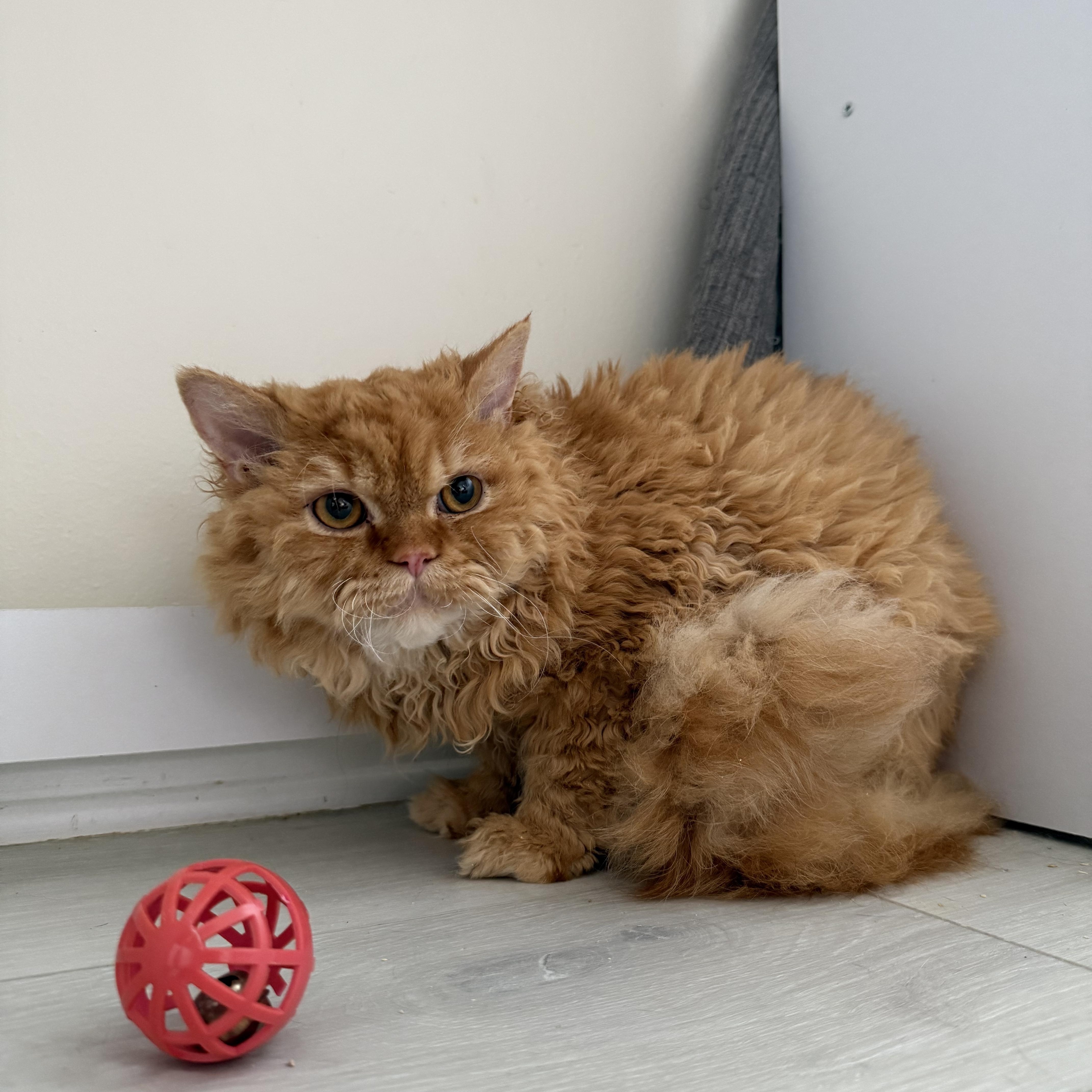 Enlarge Merlin, an adopted Selkirk Rex in Miamisburg, OH image 6/6