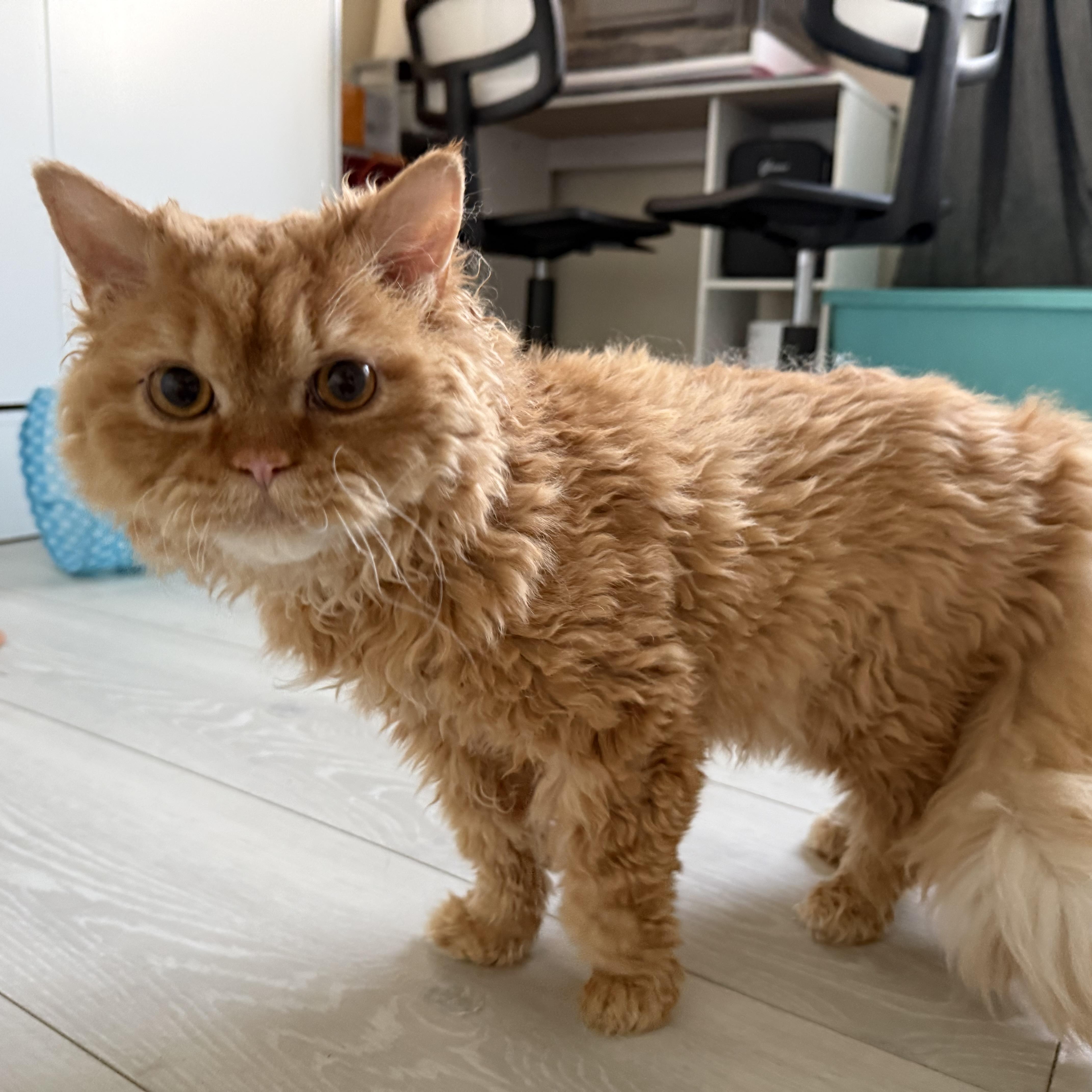 Enlarge Merlin, an adopted Selkirk Rex in Miamisburg, OH image 3/6