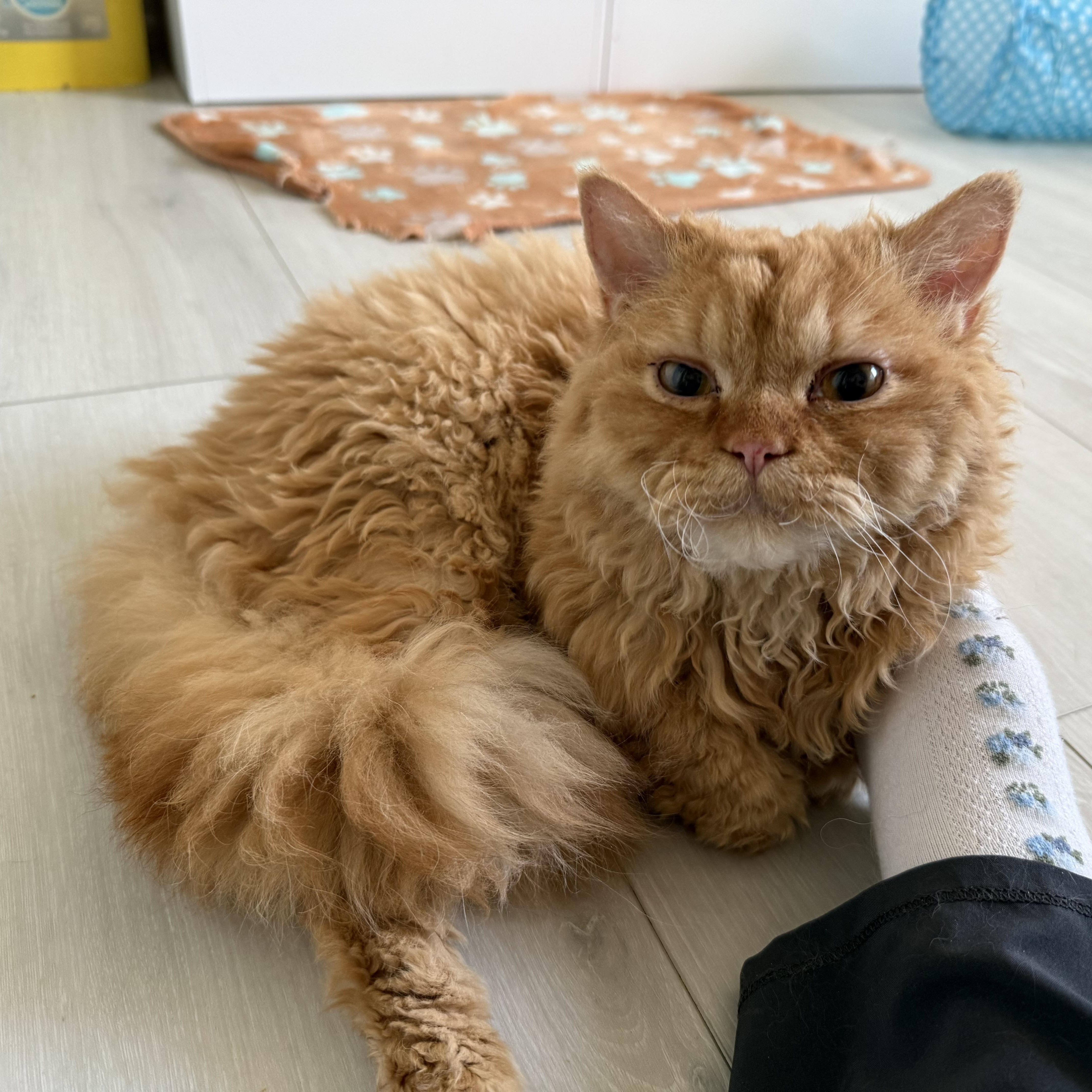 Enlarge Merlin, an adopted Selkirk Rex in Miamisburg, OH image 2/6