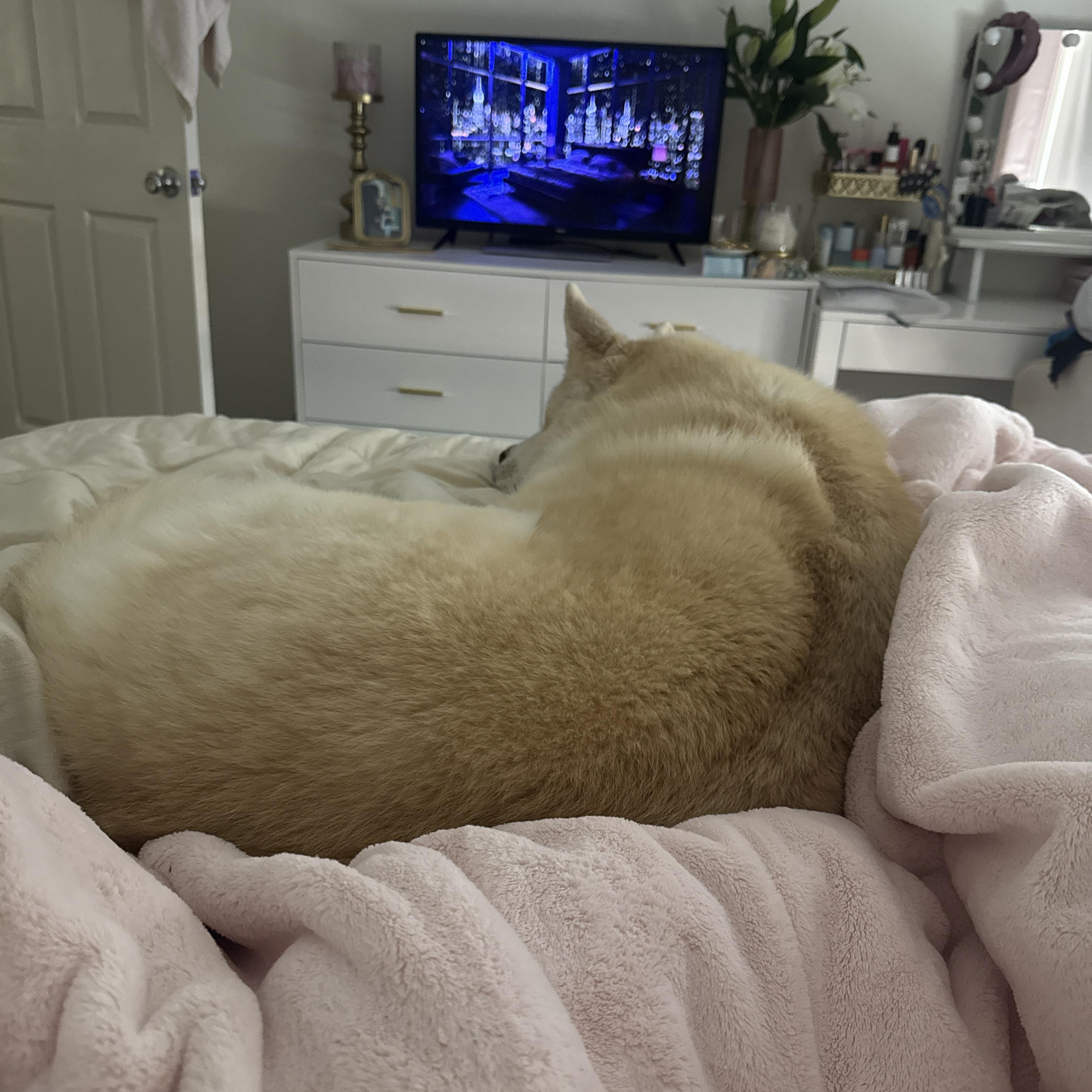 Enlarge Frances Buckley, a ADOPTABLE mixed breed in Van Nuys, CA image 5/5