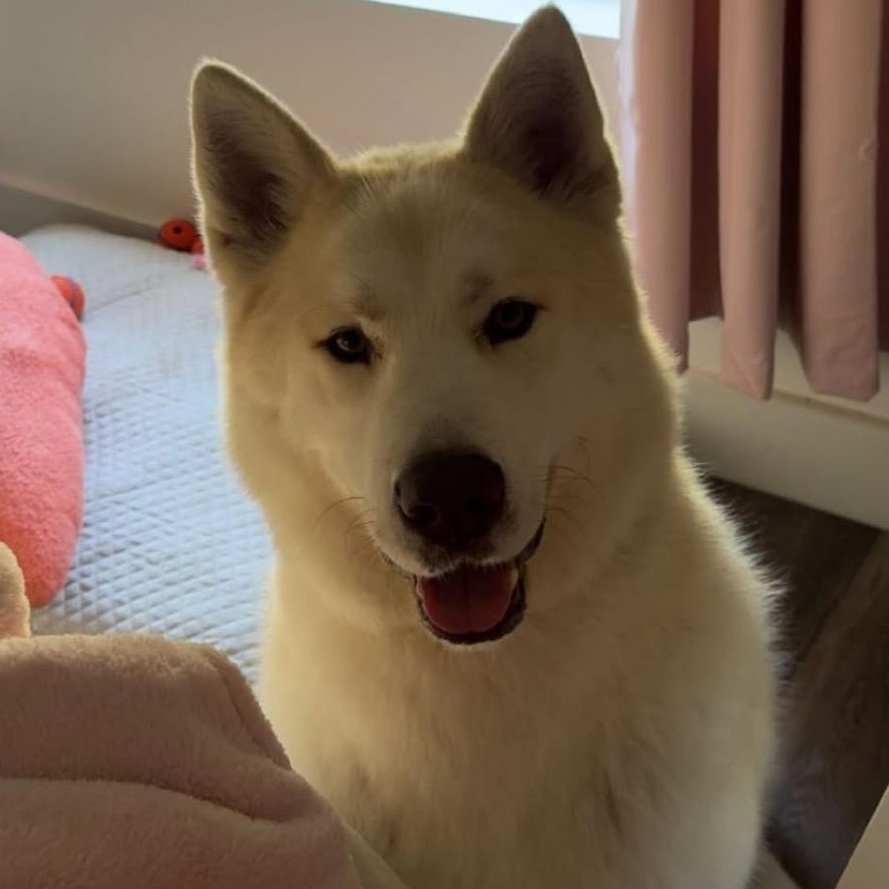 Enlarge Frances Buckley, a ADOPTABLE mixed breed in Van Nuys, CA image 3/5