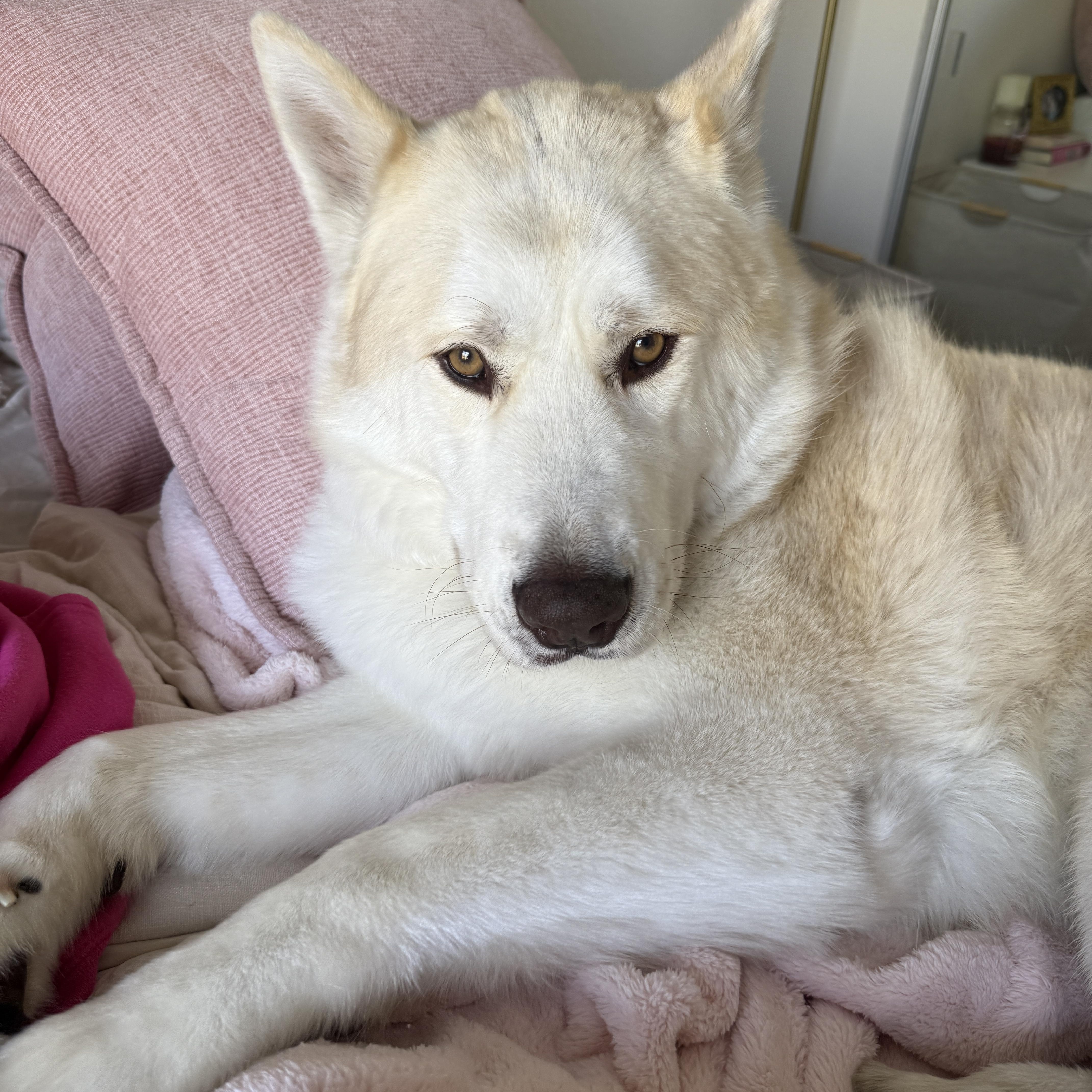 Enlarge Frances Buckley, a ADOPTABLE mixed breed in Van Nuys, CA image 1/5