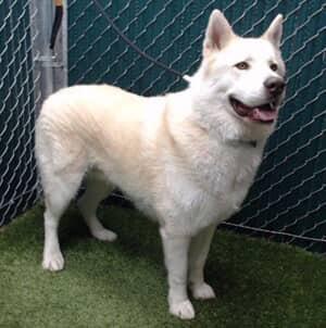 Enlarge Frances Buckley, a ADOPTABLE mixed breed in Van Nuys, CA image 4/5
