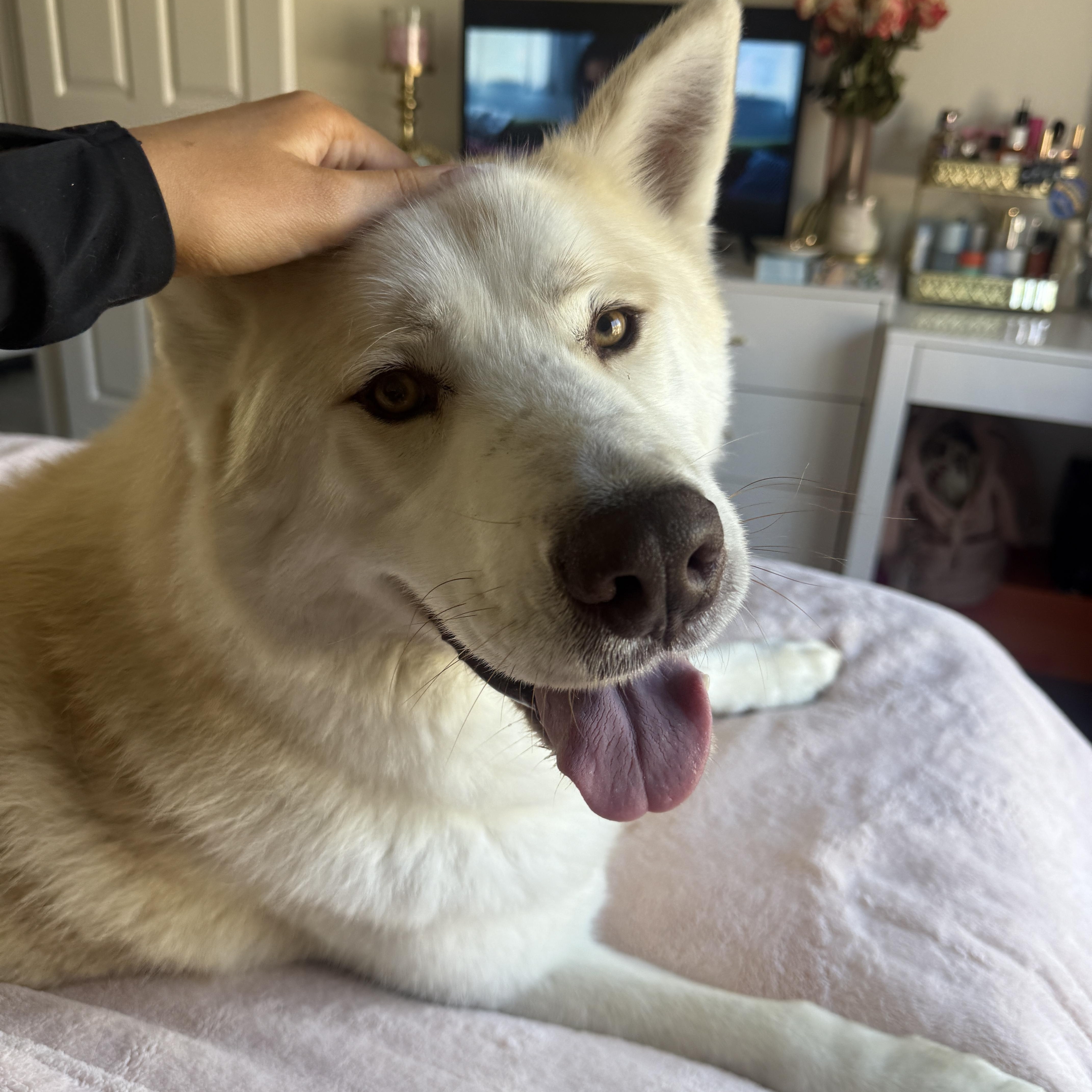 Enlarge Frances Buckley, a ADOPTABLE mixed breed in Van Nuys, CA image 2/5