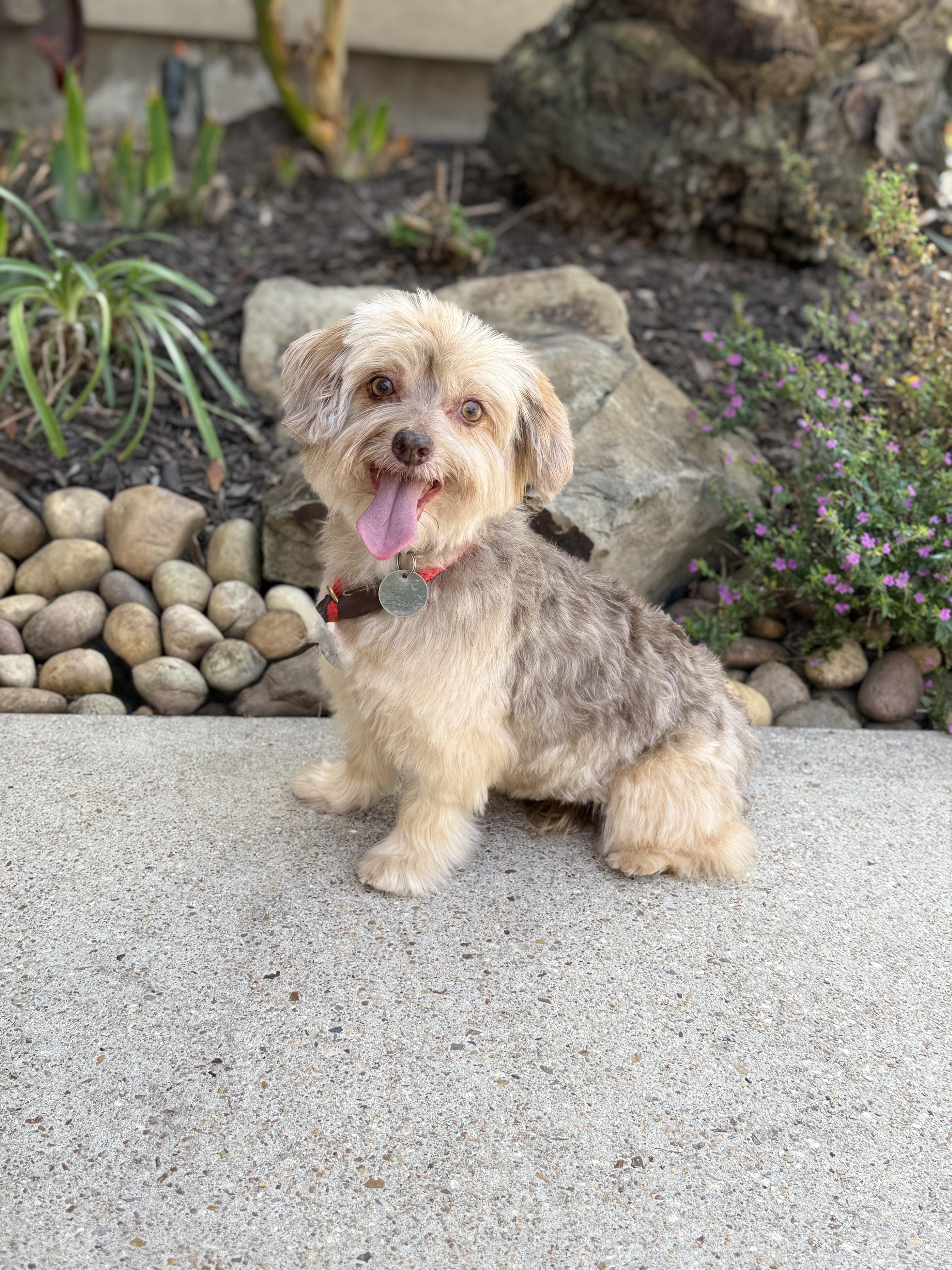 Marcella aka Marci, a ADOPTABLE mixed breed in Houston, TX image 3/6